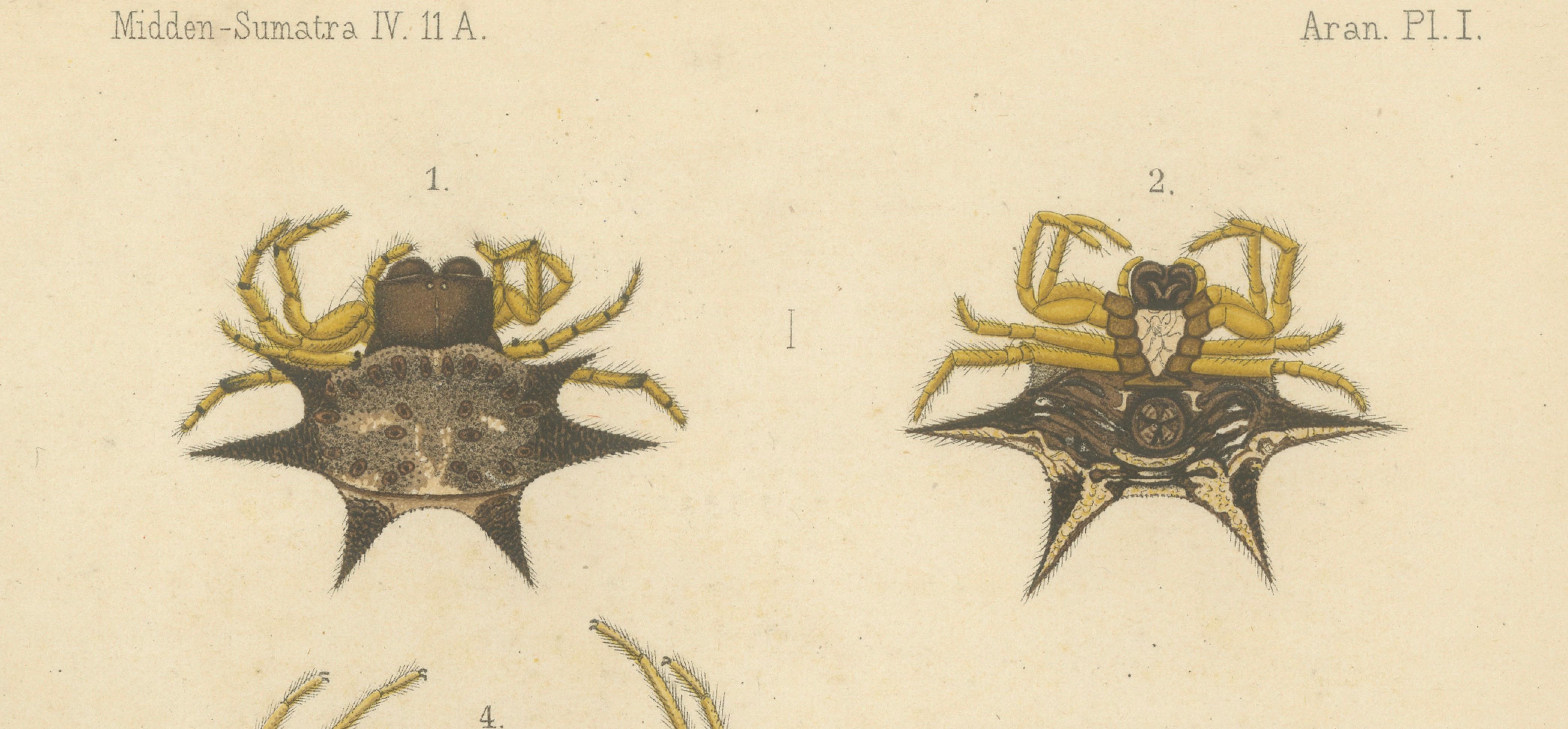 Dutch Sumatra Gasteracantha Spiders – Antique Natural History Print c.1887 For Sale
