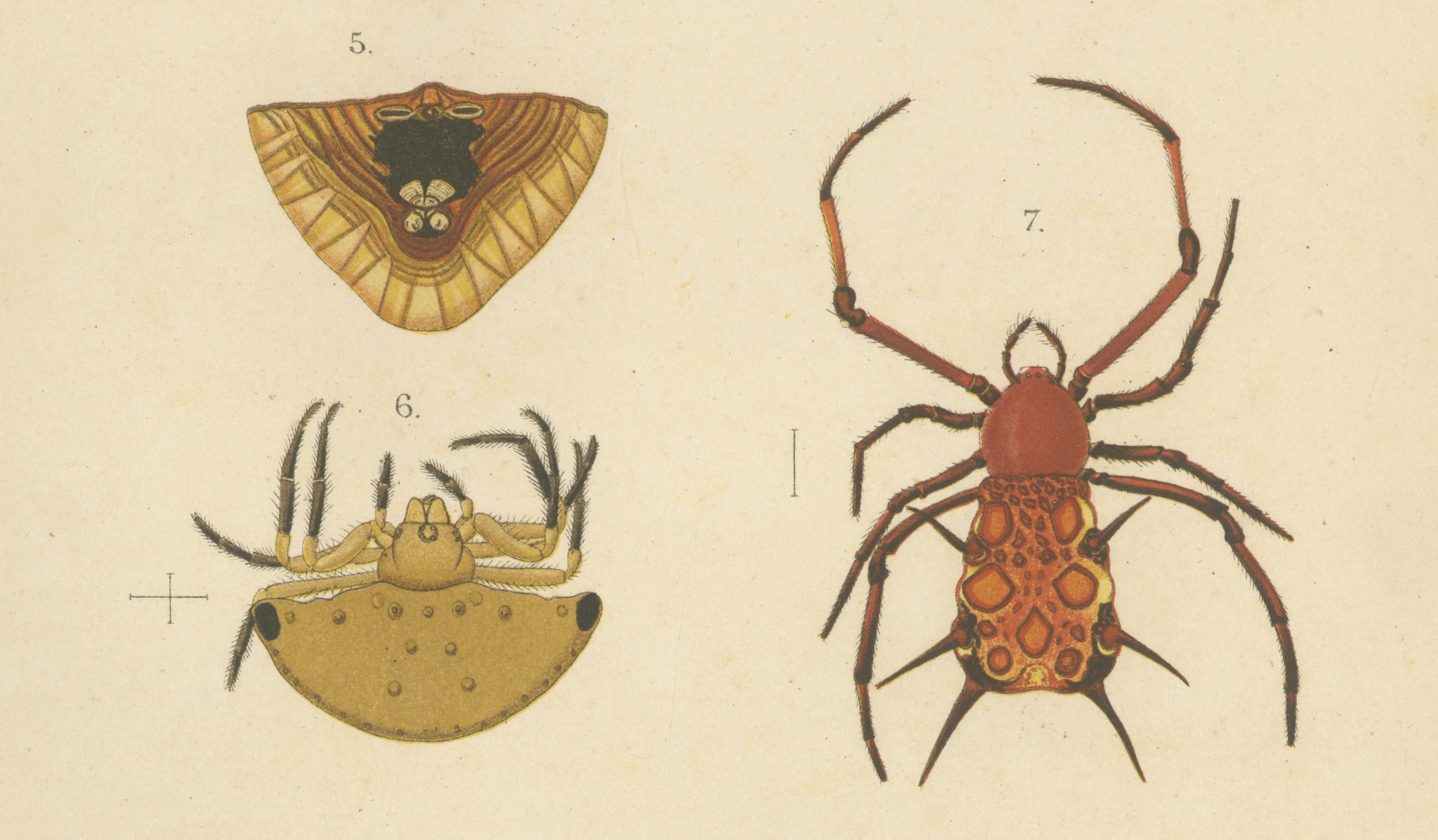 Sumatra Gasteracantha Spiders – Antique Natural History Print c.1887 In Good Condition For Sale In Langweer, NL