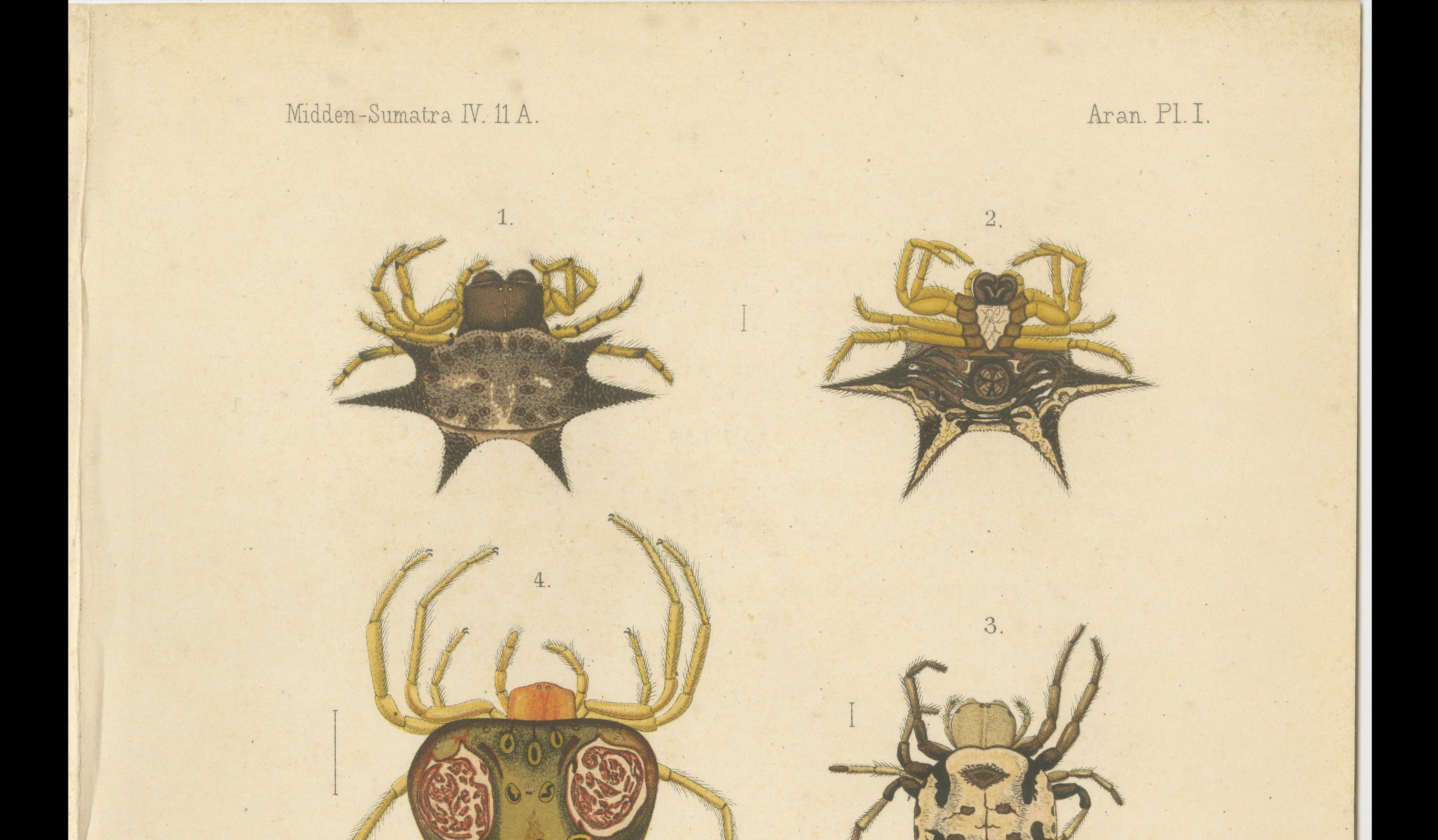 19th Century Sumatra Gasteracantha Spiders – Antique Natural History Print c.1887 For Sale