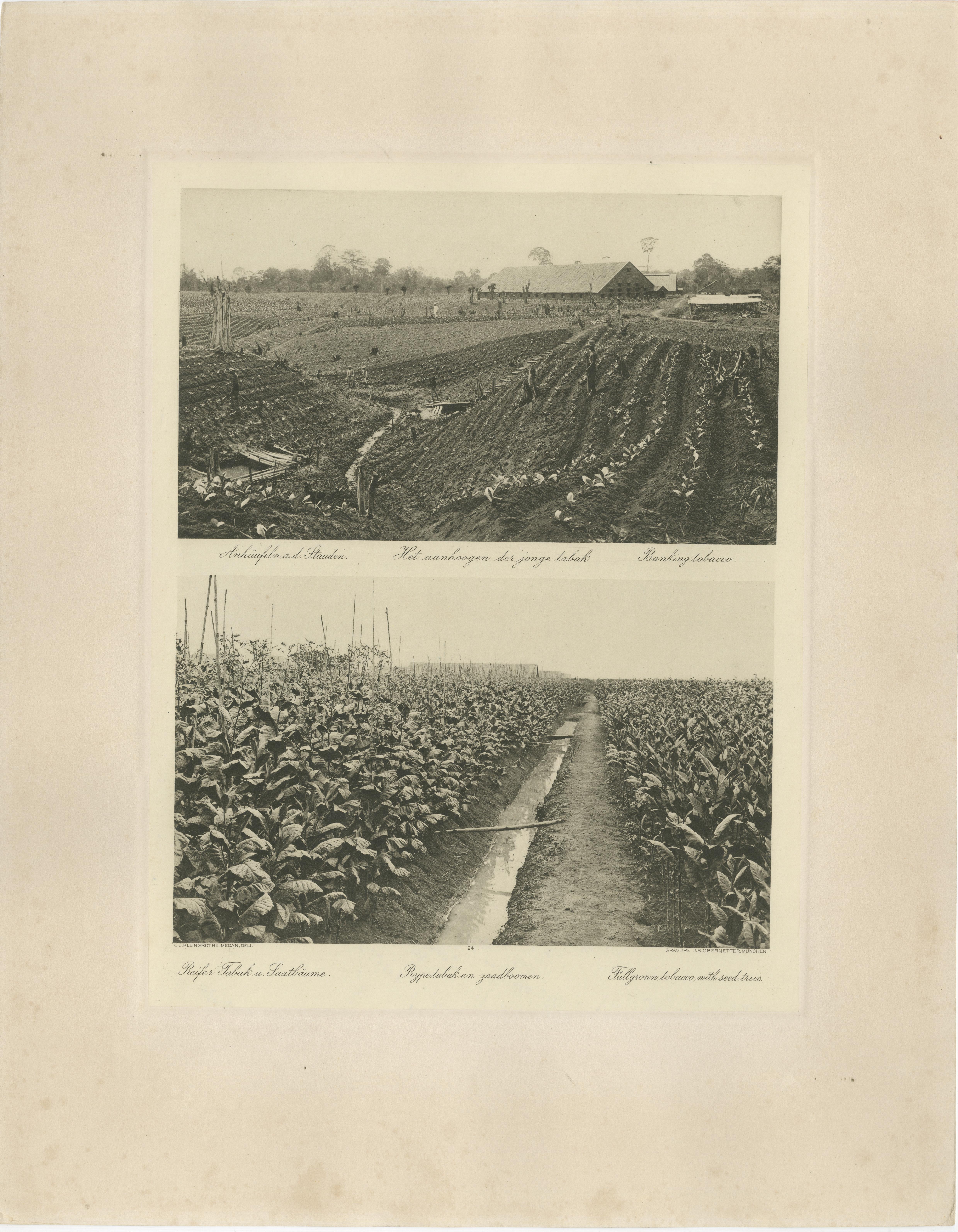 Granges de culture et de séchage du tabac de Sumatra - Paire de photographies de Deli Estates, c.1910

Description :
Cette paire de photographies de plantations originales du début du XXe siècle, d'une grande richesse historique, documente les
