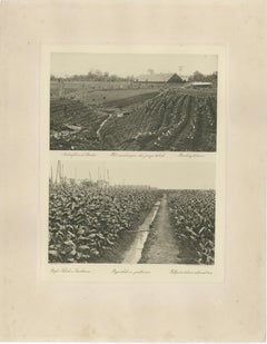 Sumatra Tobacco Cultivation & Drying Barns — Deli Estates Photographic Pair 1910