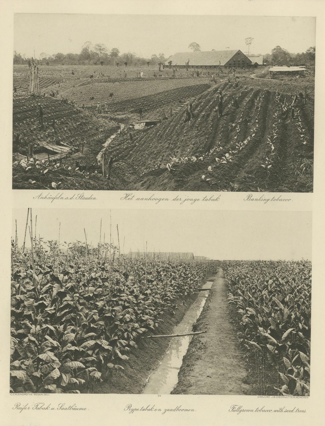 Granges de culture et de séchage du tabac de Sumatra - Deli Estates Photographic Pair 1910 Bon état - En vente à Langweer, NL