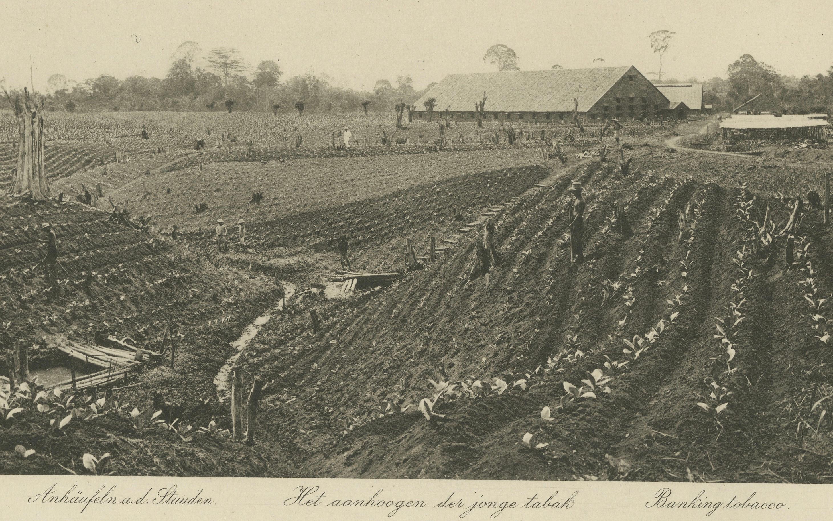 20ième siècle Granges de culture et de séchage du tabac de Sumatra - Deli Estates Photographic Pair 1910 en vente