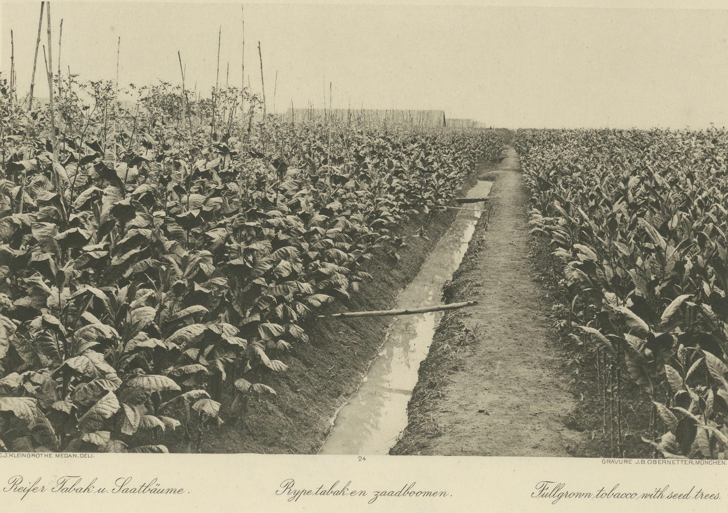Papier Granges de culture et de séchage du tabac de Sumatra - Deli Estates Photographic Pair 1910 en vente