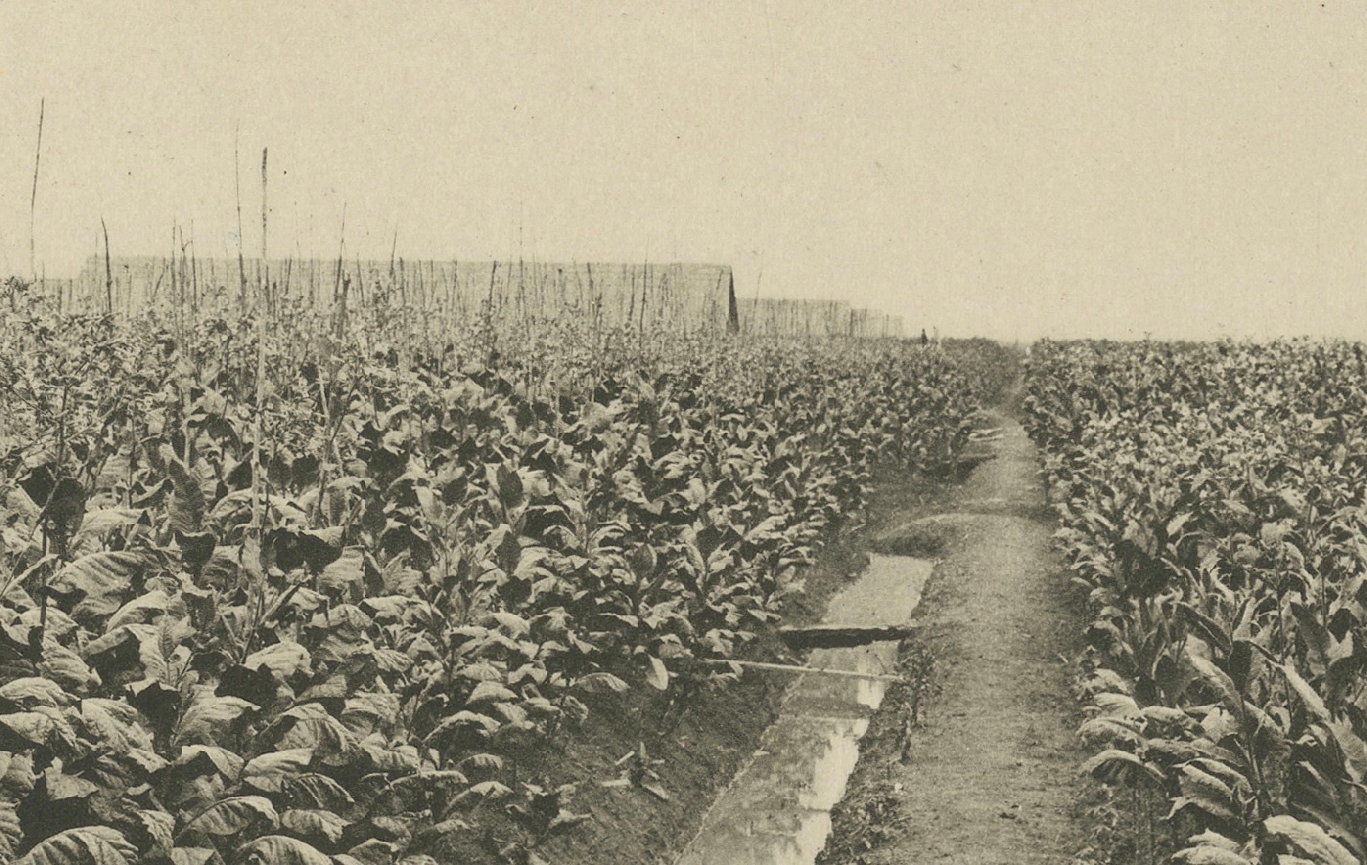 Granges de culture et de séchage du tabac de Sumatra - Deli Estates Photographic Pair 1910 en vente 1