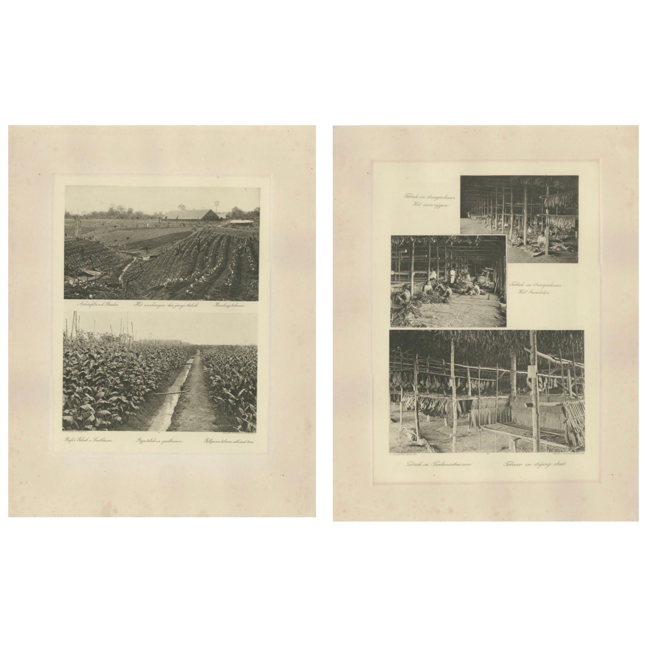 Granges de culture et de séchage du tabac de Sumatra - Deli Estates Photographic Pair 1910