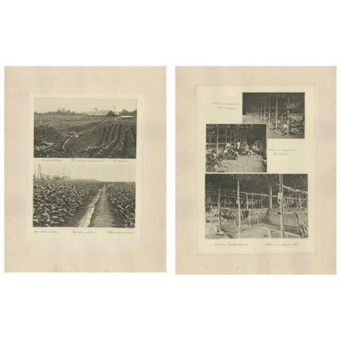 Sumatra Tobacco Cultivation & Drying Barns — Deli Estates Photographic Pair 1910