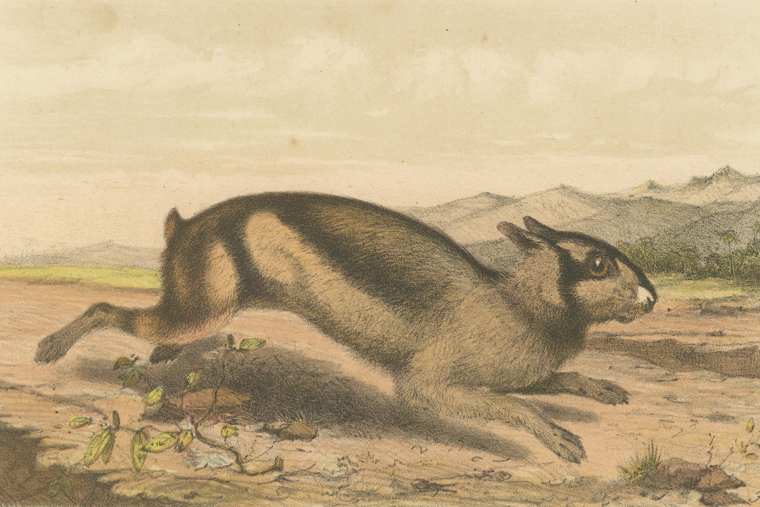 Antique 19th Century Lithograph of Sumatran Hare – Lepus Netscheri Schlegel

Description:
This beautifully detailed original lithograph depicts the Sumatran hare, scientifically named *Lepus Netscheri Schlegel*, from the 19th-century Dutch