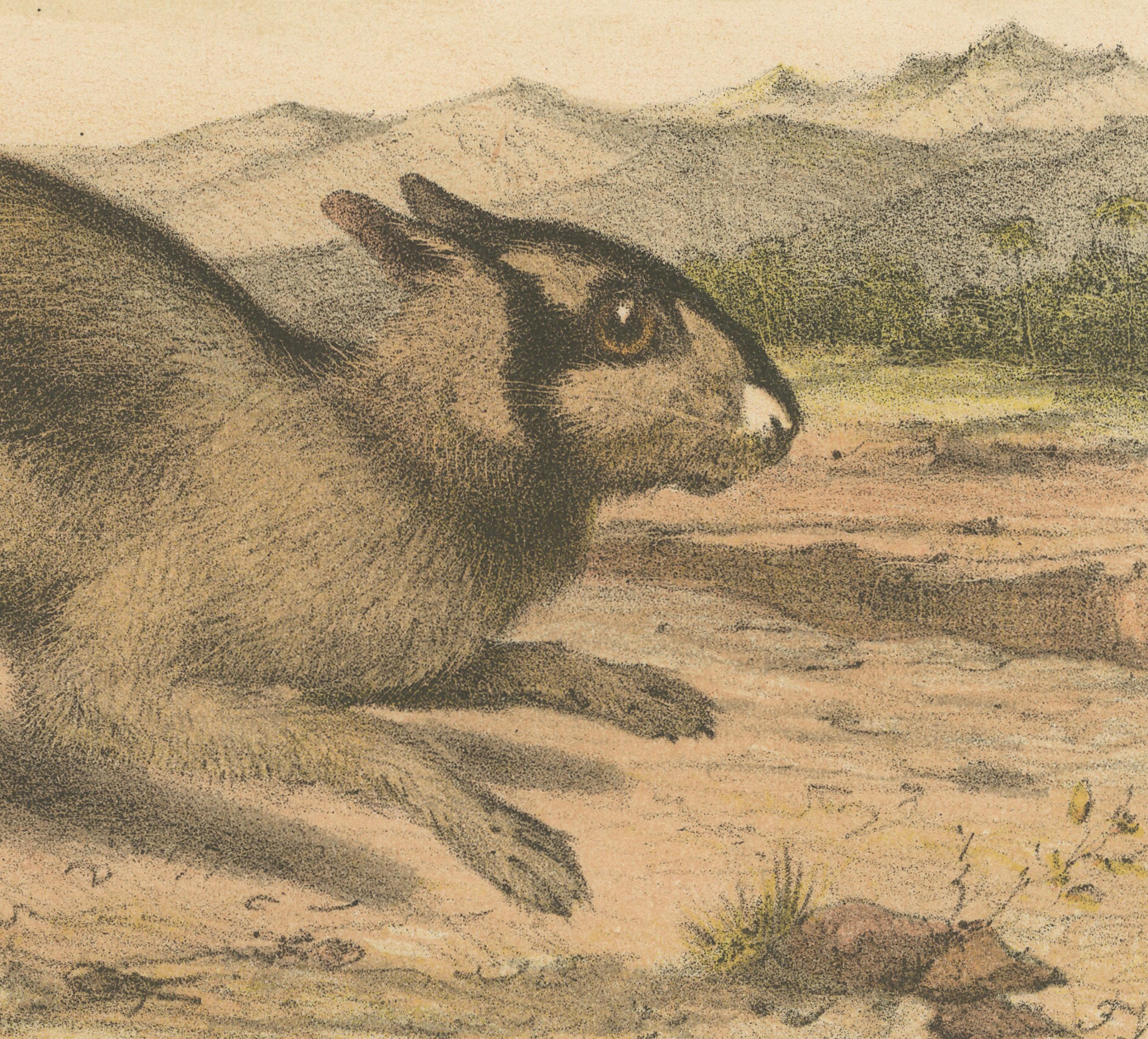 Dutch Sumatran Hare – Lepus Netscheri Schlegel, 19th Century Antique Lithograph For Sale