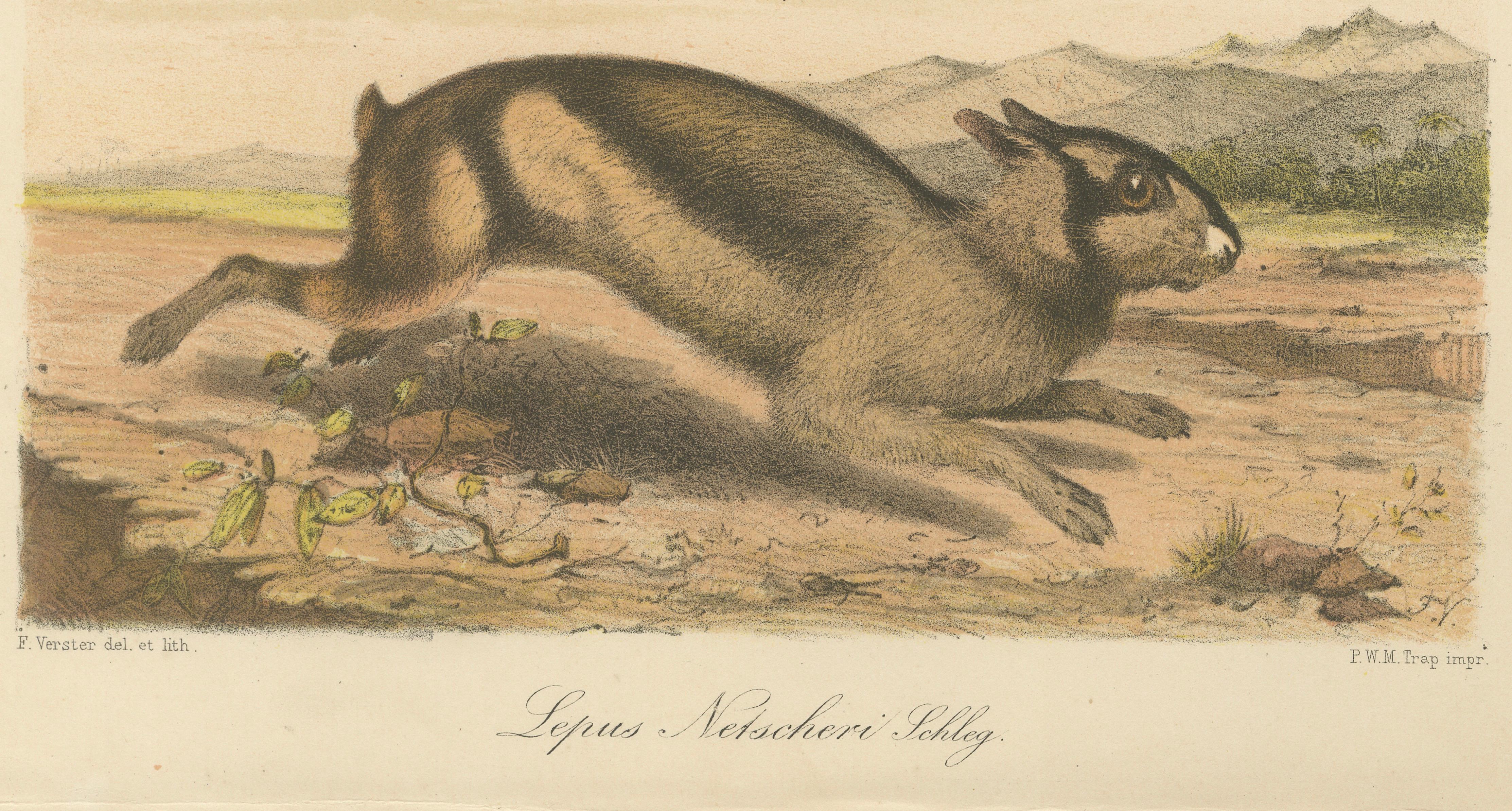 Sumatran Hare – Lepus Netscheri Schlegel, 19th Century Antique Lithograph In Good Condition For Sale In Langweer, NL