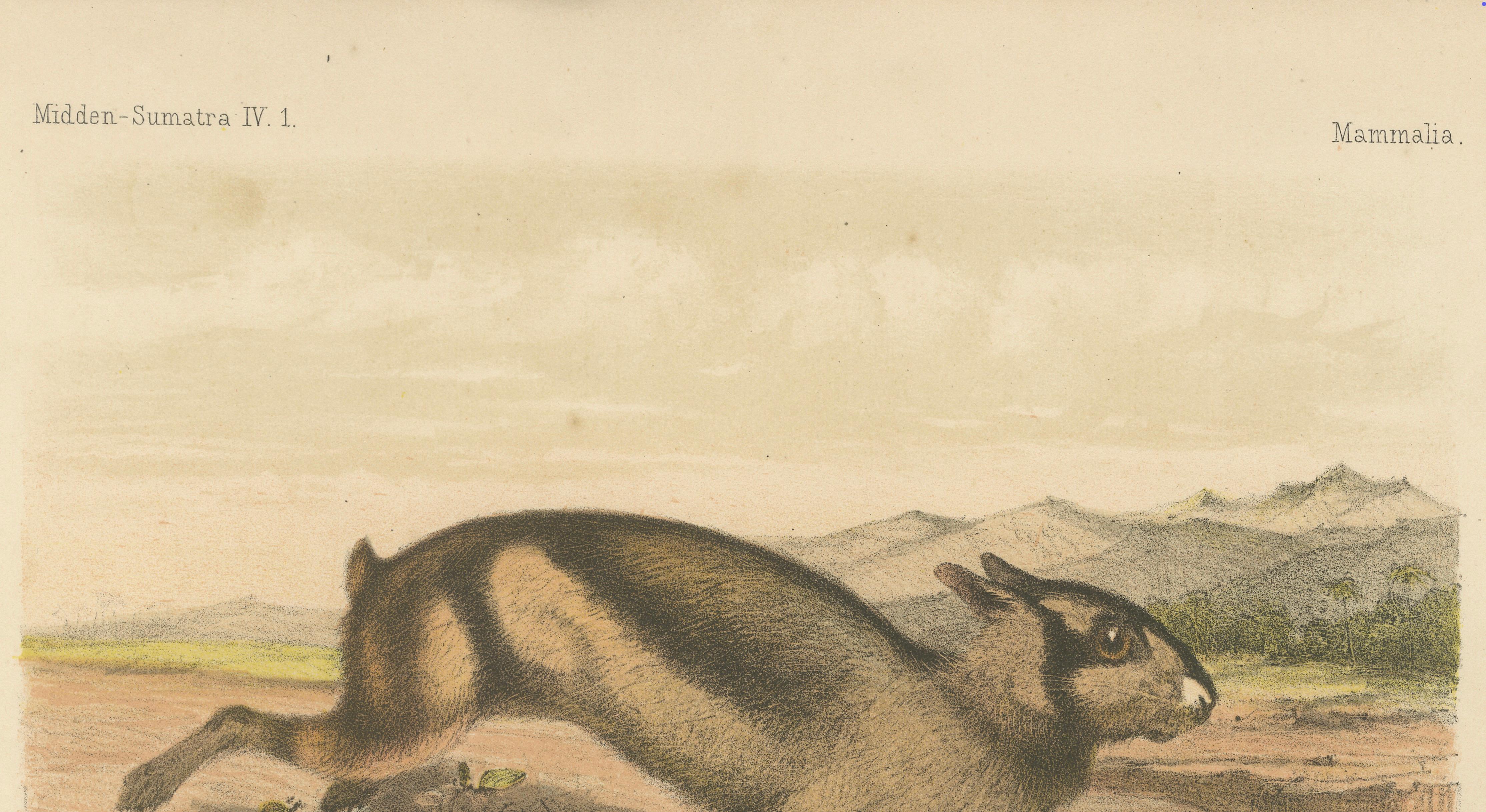 Paper Sumatran Hare – Lepus Netscheri Schlegel, 19th Century Antique Lithograph For Sale