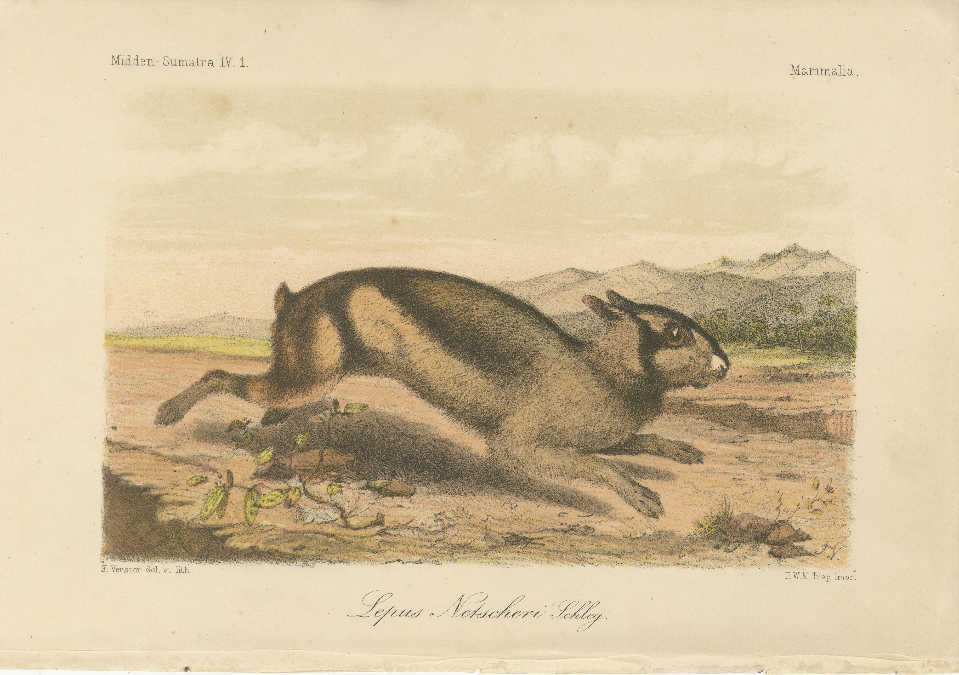 Sumatran Hare – Lepus Netscheri Schlegel, 19th Century Antique Lithograph For Sale 1
