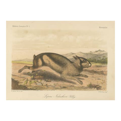 Sumatran Hare – Lepus Netscheri Schlegel, 19th Century Antique Lithograph