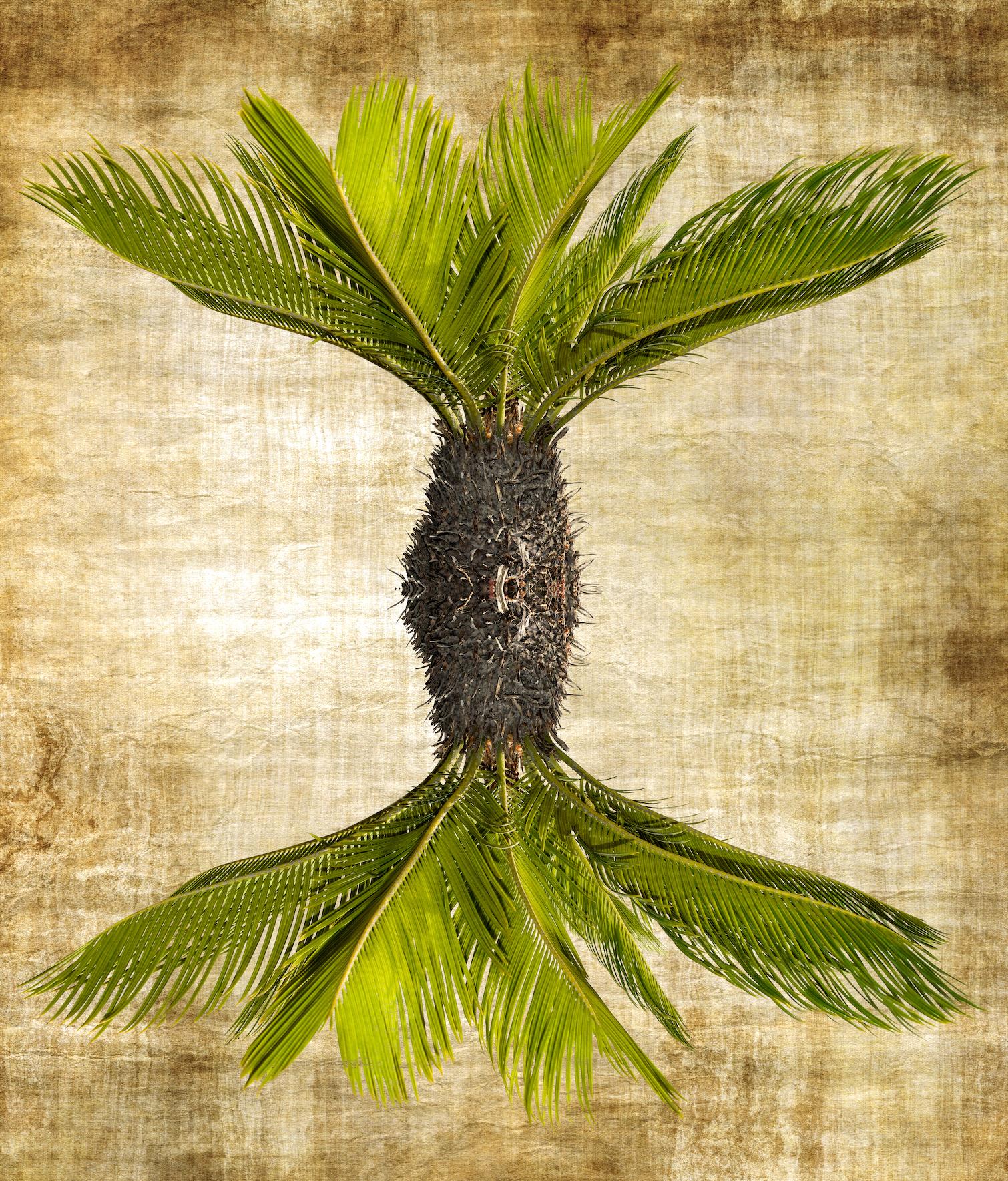 Arte contemporanea indiana di Sumit Mehndiratta - Botanica aliena