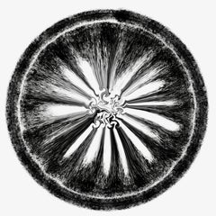 Indian Contemporary Art by Sumit Mehndiratta - Black Citrus