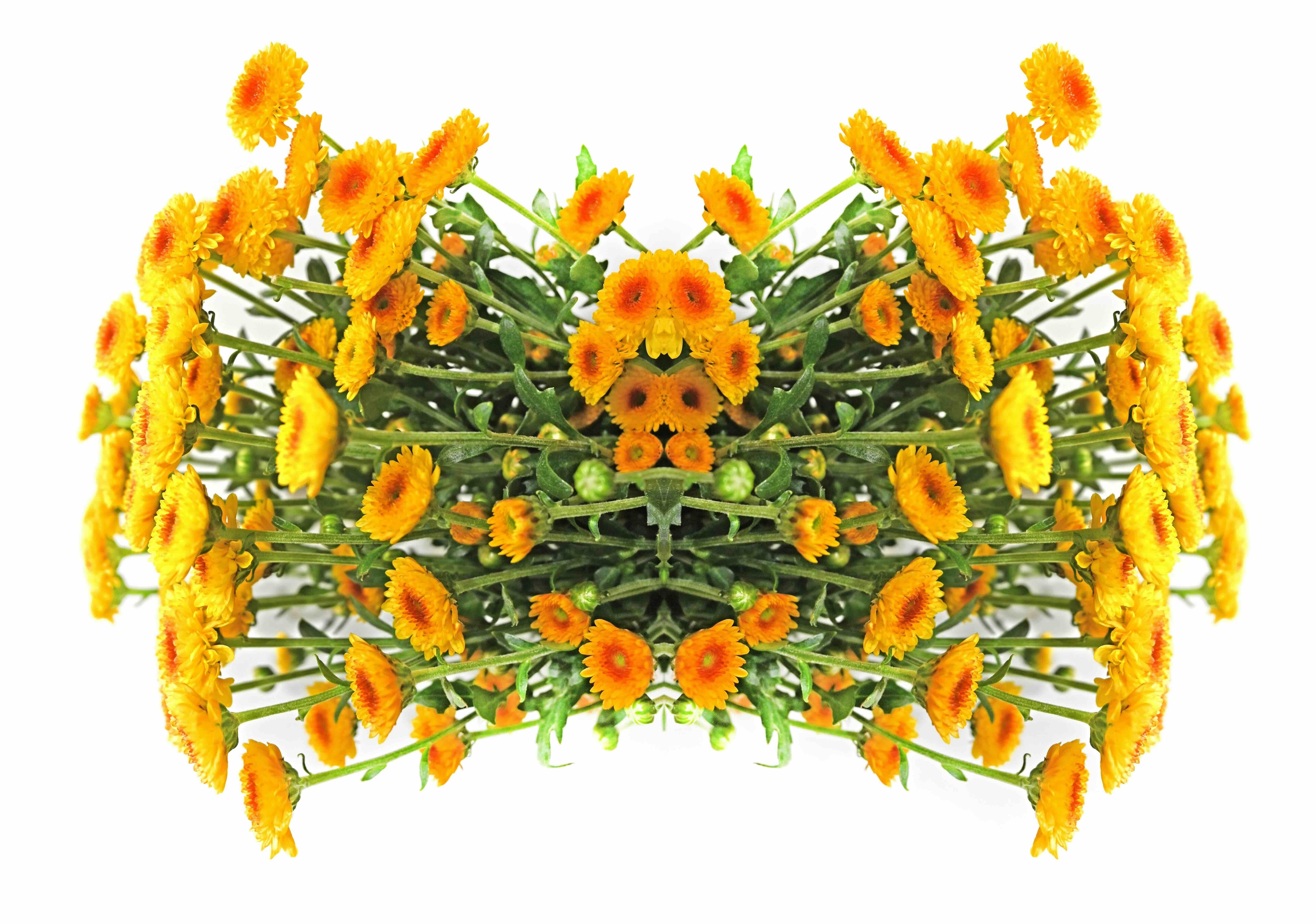 Arte contemporanea indiana di Sumit Mehndiratta - Two to Bloom