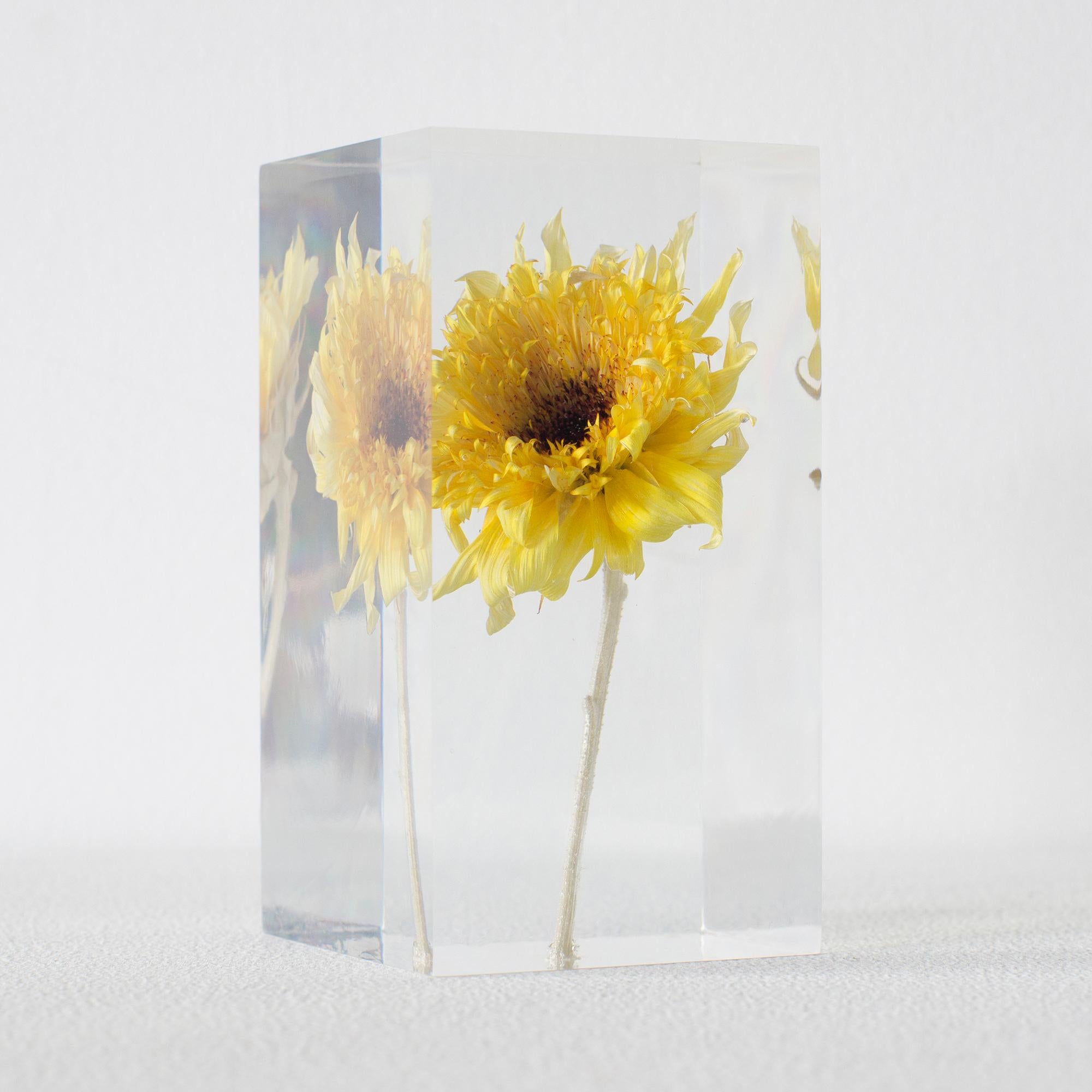 Object is what real sunflower Van Gogh sealed in acrylic.
Artist is Takao Inoue is based in Tokyo.