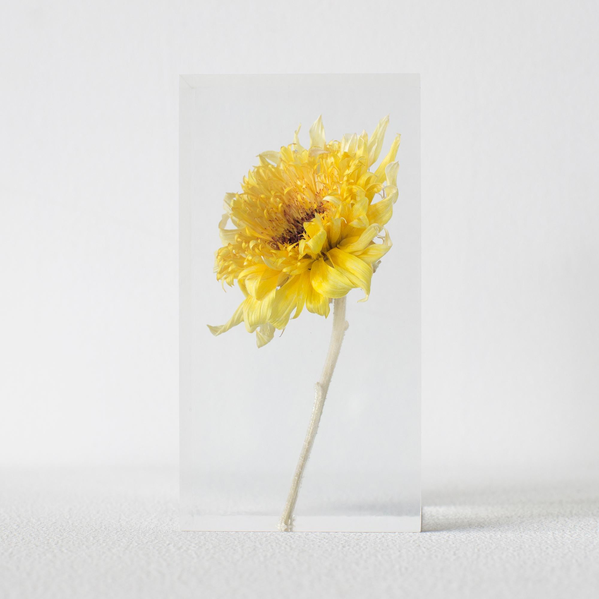 Japanese Sunflower Van Gogh Acrylic Object Takao Inoue Kuramata
