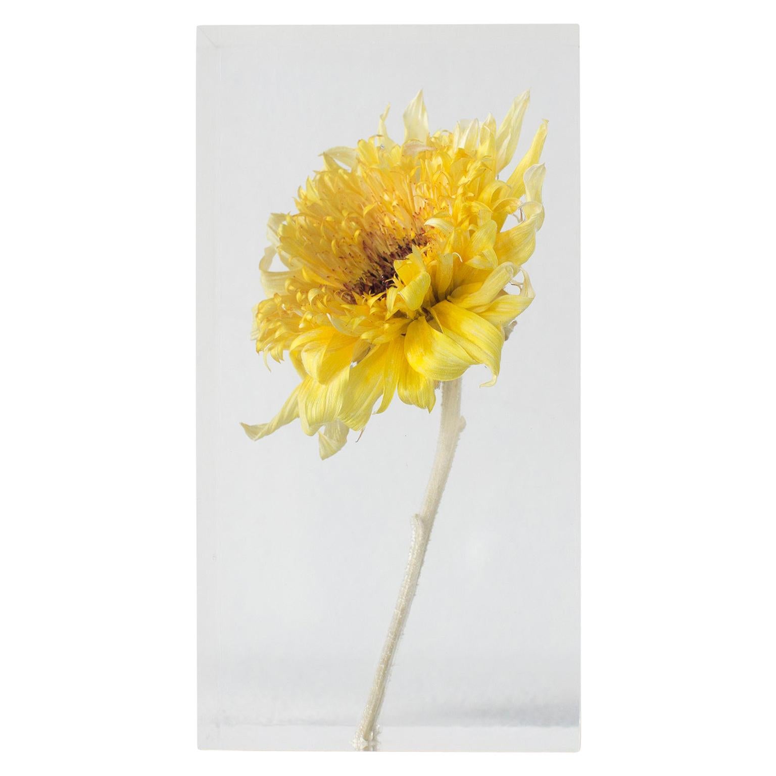 Sunflower Van Gogh Acrylic Object Takao Inoue Kuramata