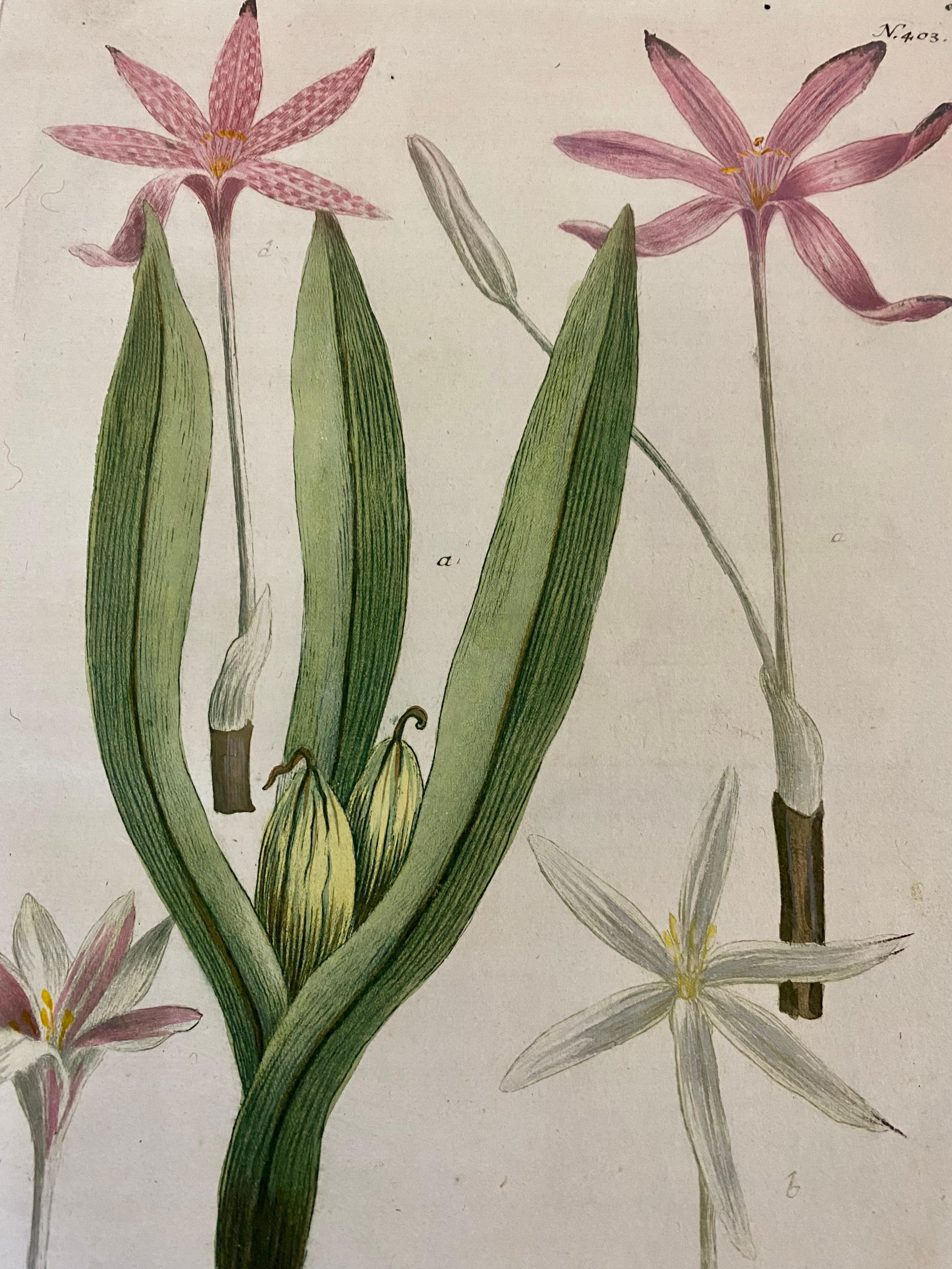 This rare original hand coloured engraved botanical by Johann Weinmann , date back to 1739 and is framed in bespoke champagne gold frame with hessian mount that work great with the nature of the picture. Measurements are external Width 35cm internal