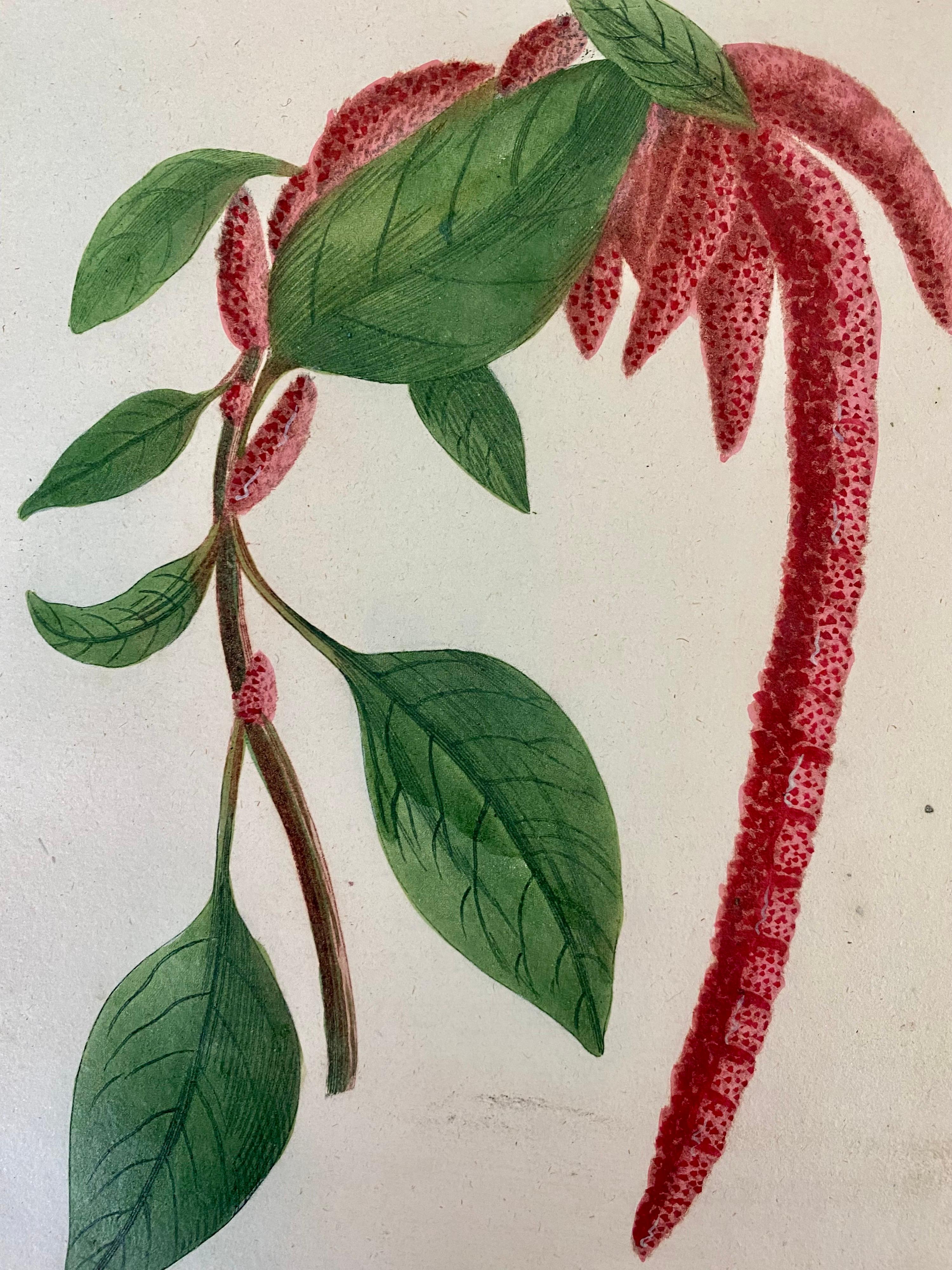 This rare original hand coloured engraved botanical by Johann Weinmann , date back to 1739 and is framed in bespoke champagne gold frame with hessian mount that work great with the nature of the picture. Measurements external width 35cm internal