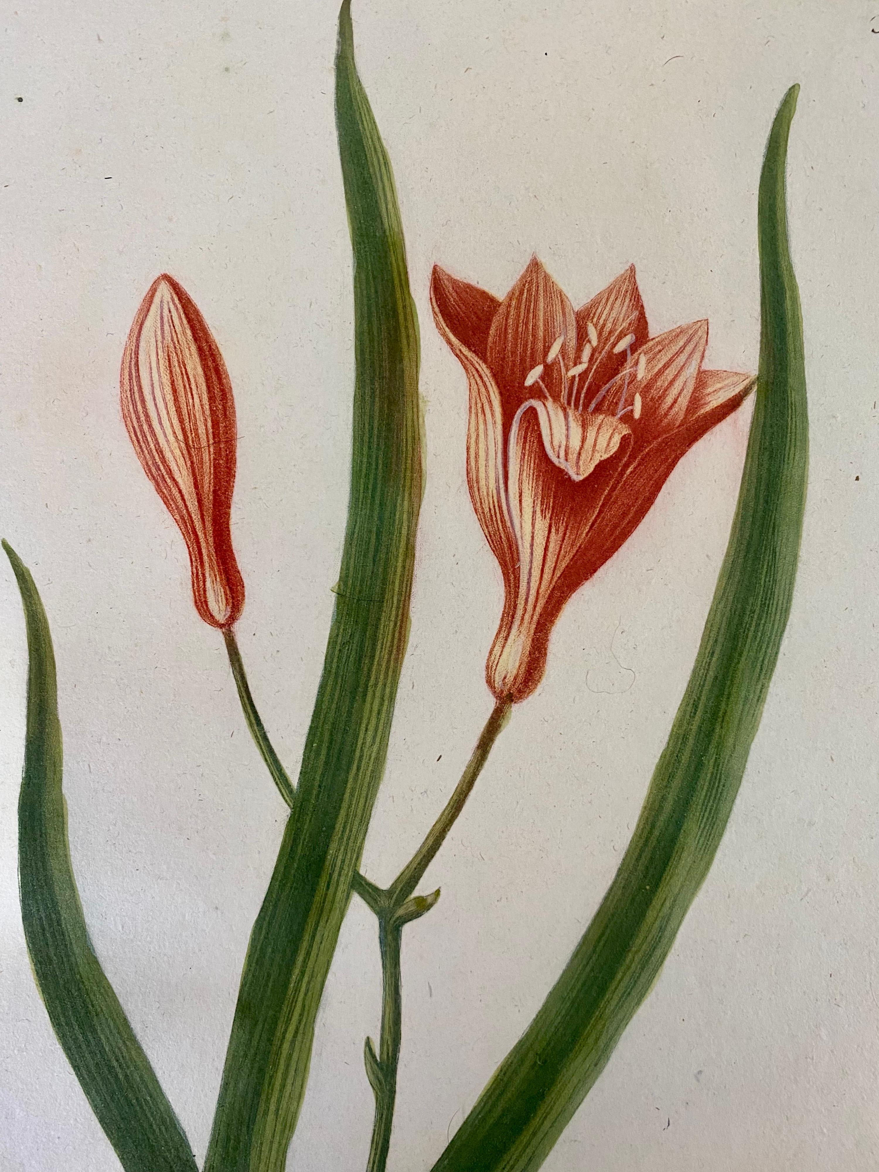 This rare original hand coloured engraved botanical by Johann Weinmann , date back to 1739 and is framed in bespoke champagne gold frame with hessian mount that work great with the nature of the picture. Can be purchased individually or as a larger