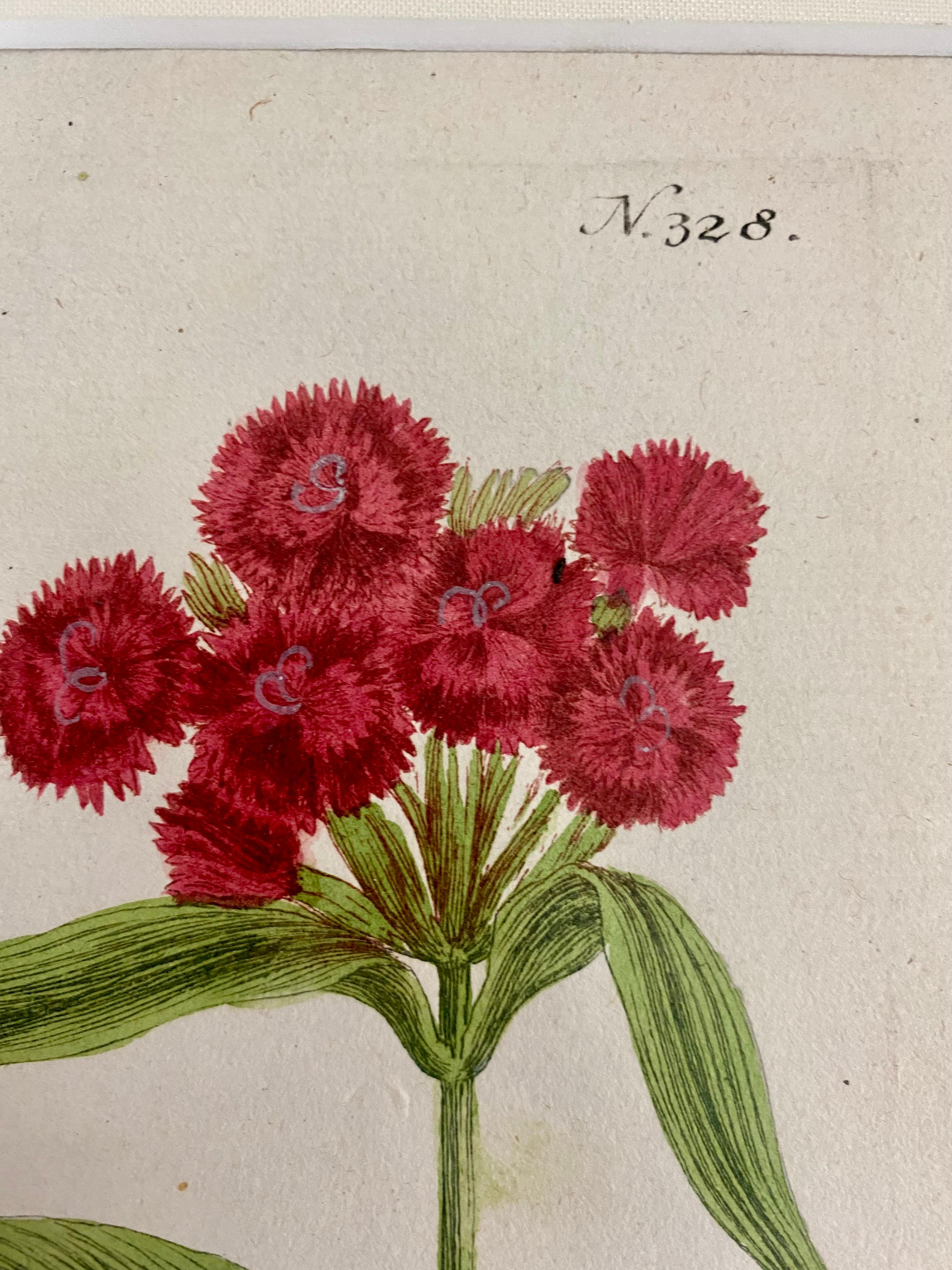 German Superb 18th Century Botanical Johann Weinmann For Sale