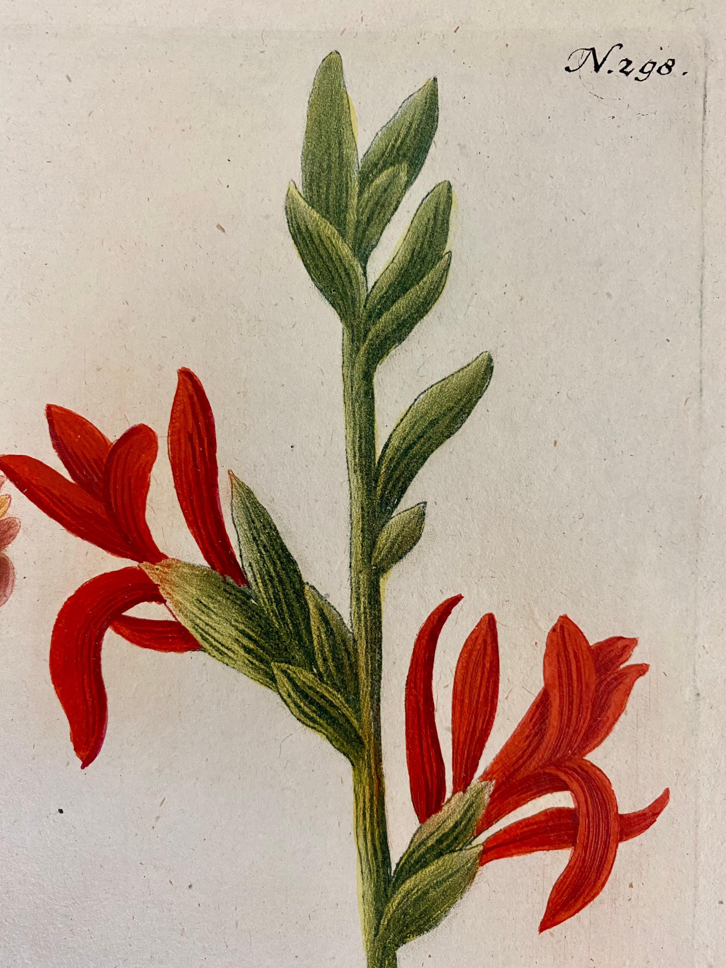 German Superb 18th Century Botanical Johann Weinmann For Sale