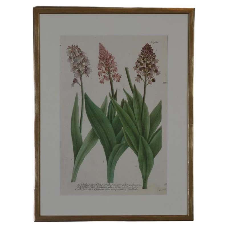 18th Century George Dionysius Ehret Botanical Print For Sale At 1stDibs 18th-century-george-dionysius-ehret-botanical-print-for-sale-at-1stdibs