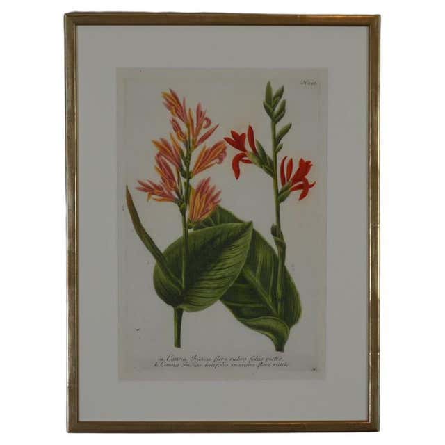 18th Century Georg Dionysius Ehret Botanical Print Of A Pineapple At 18th-century-georg-dionysius-ehret-botanical-print-of-a-pineapple-at