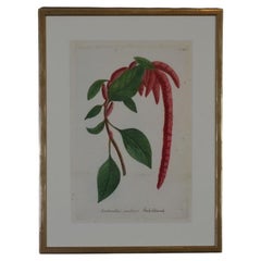 Superb 18th Century Botanical Johann Weinmann