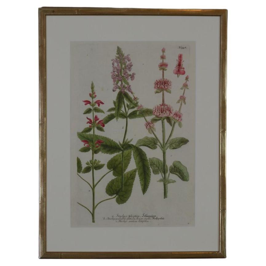 Superb 18th Century Botanical Johann Weinmann For Sale