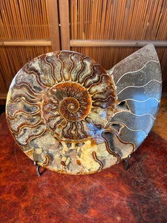 Superb Authentic 140 Million Year Old Ammonite Fossil Desk Sculpture, Large