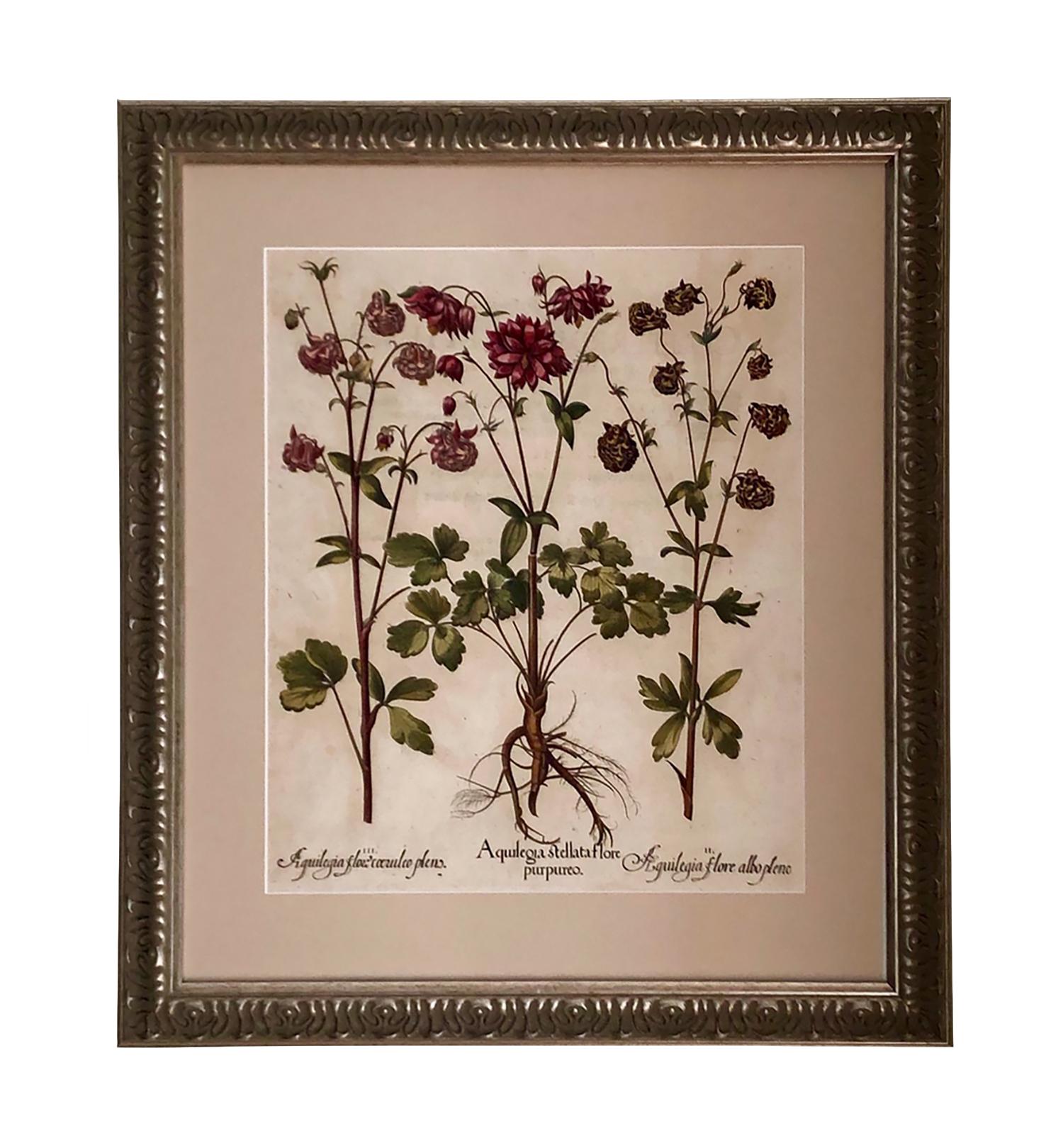 A beautiful engraving of Aquilegia Stellata Flore from the first edition of the famous work on Botany ‘HORTUS EYSTETTENSIS’ dated 1613 by Basilius Besler. Besler was a pharmacist, collector and engraver from Nuremberg.
Presented in a bespoke frame