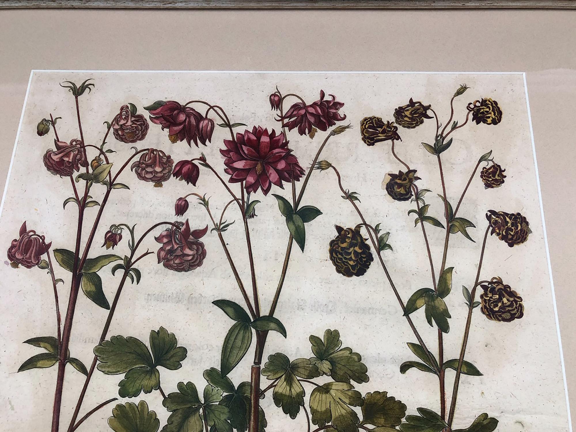 Superb Besler Copperplate of Aquilegia In Good Condition In Tetbury, Gloucestershire