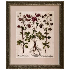 Superb Besler Copperplate of Aquilegia