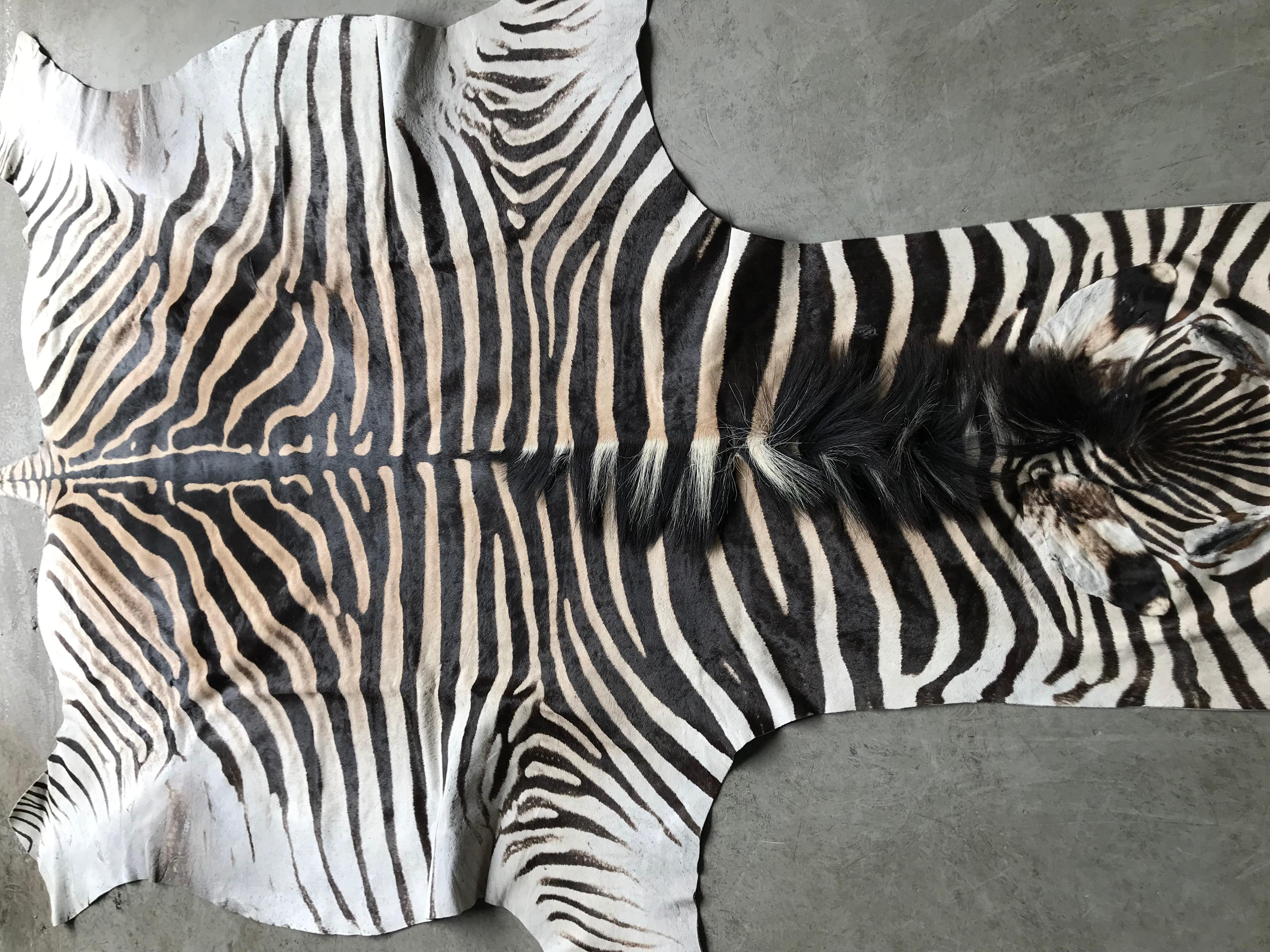 Superb quality burchell zebra huid
This hide has been hand-selected and meets our high standards of quality.
Excellent tanning makes this hide very soft and ideal to be used as a rug.
The hide has a luxurious appearance and great color. Great