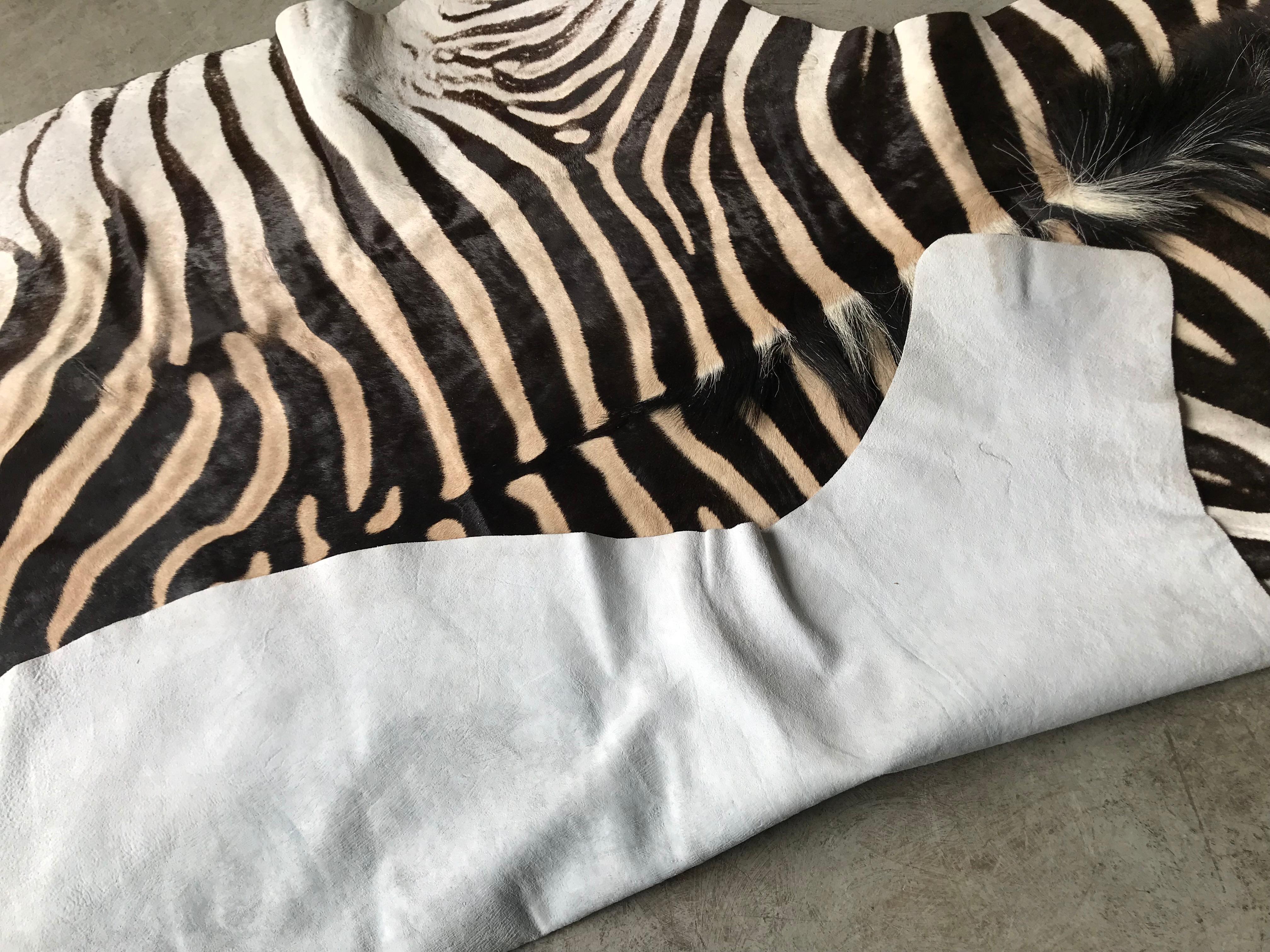 South African Superb quality Burchell Zebra Skin