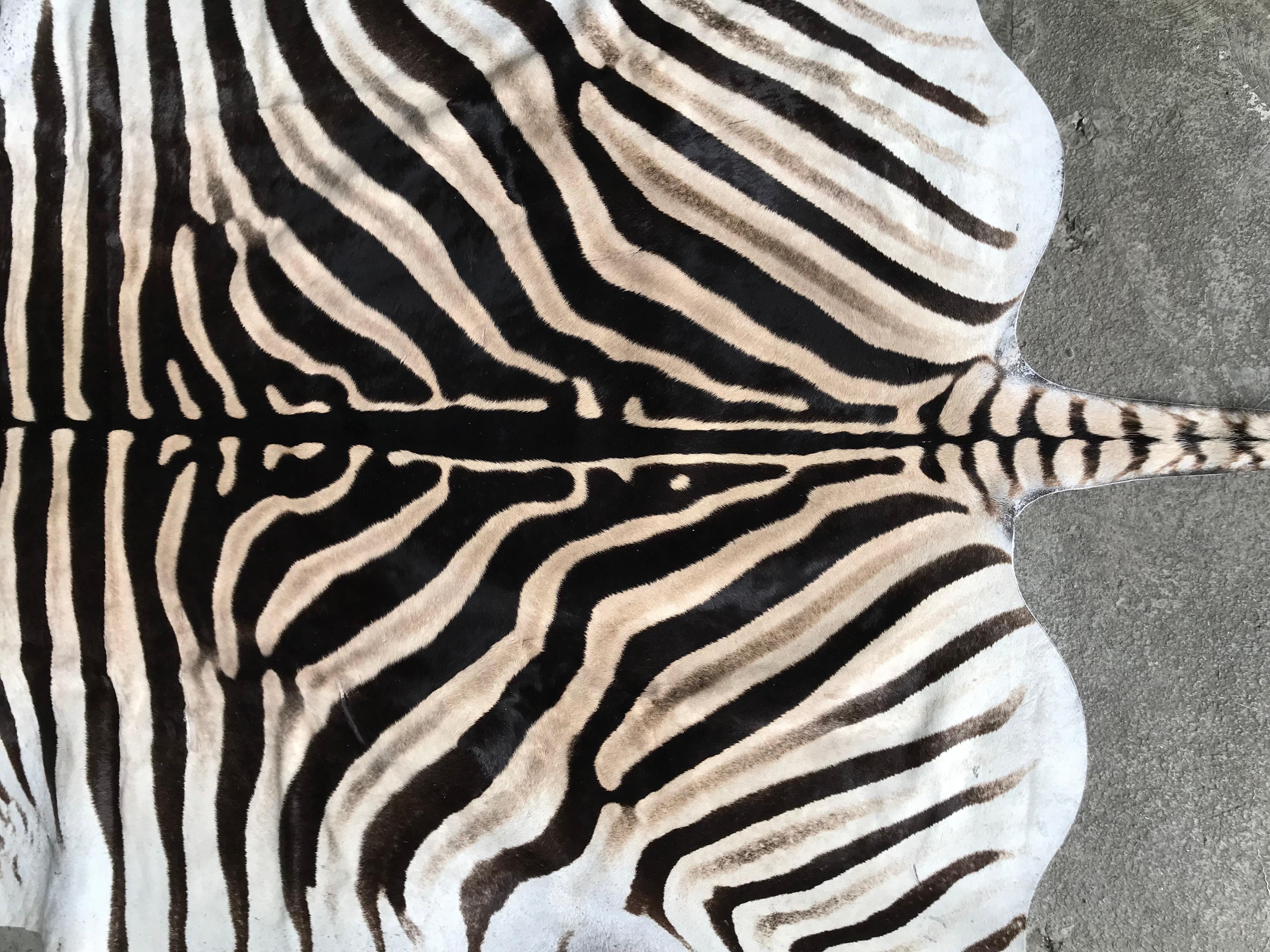 Superb quality Burchell Zebra Skin In Excellent Condition In Eindhoven, NL