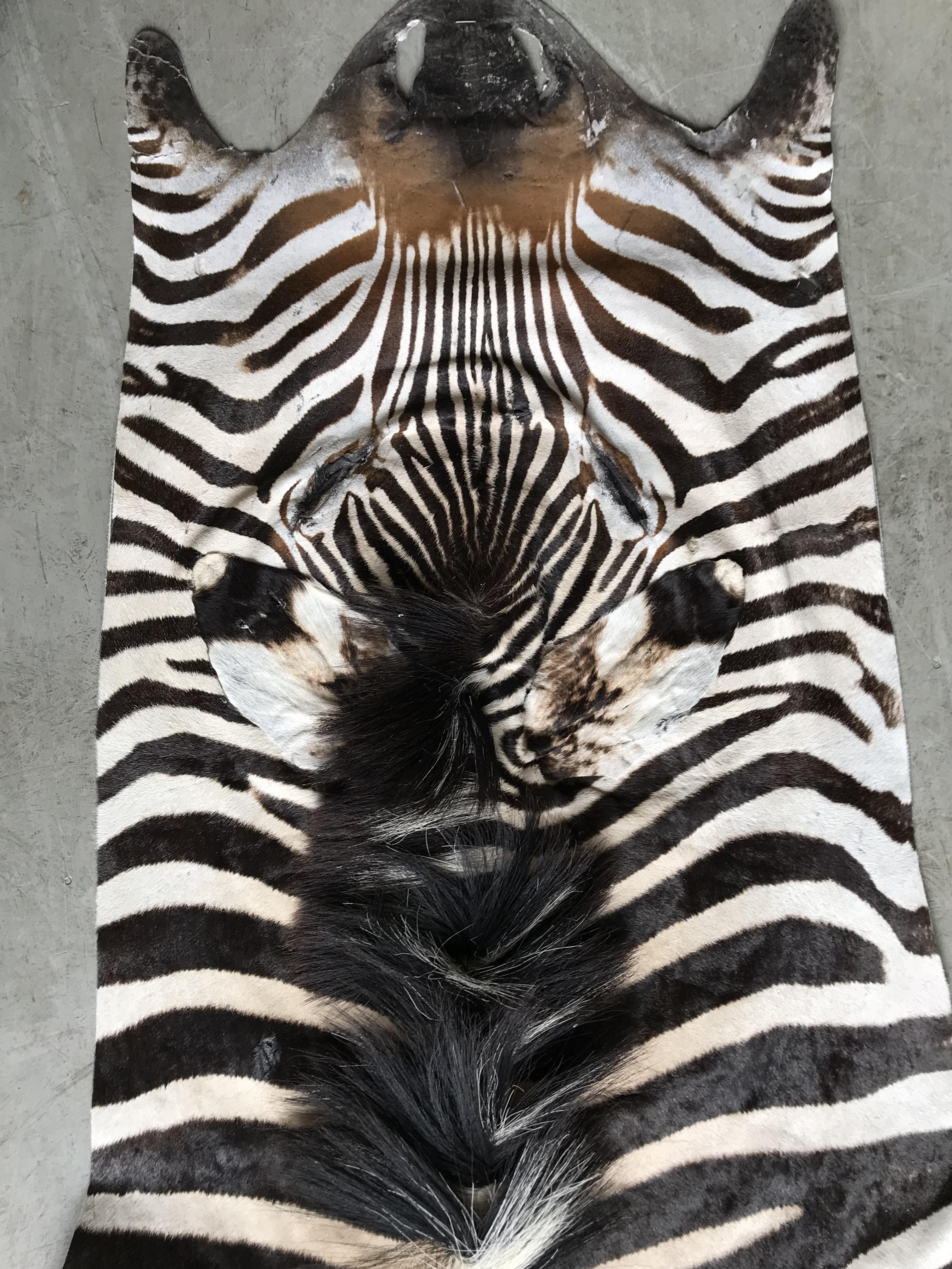 Contemporary Superb quality Burchell Zebra Skin