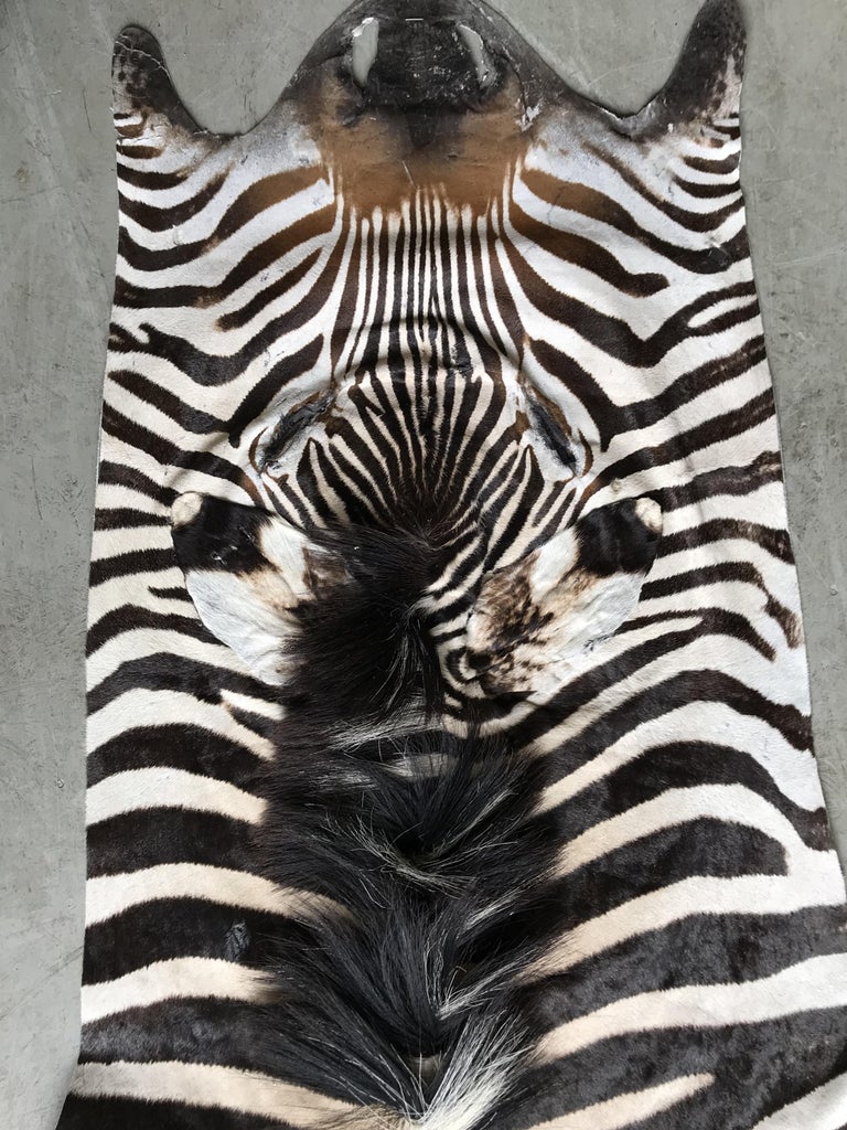 Superb quality Burchell Zebra Skin at 1stDibs