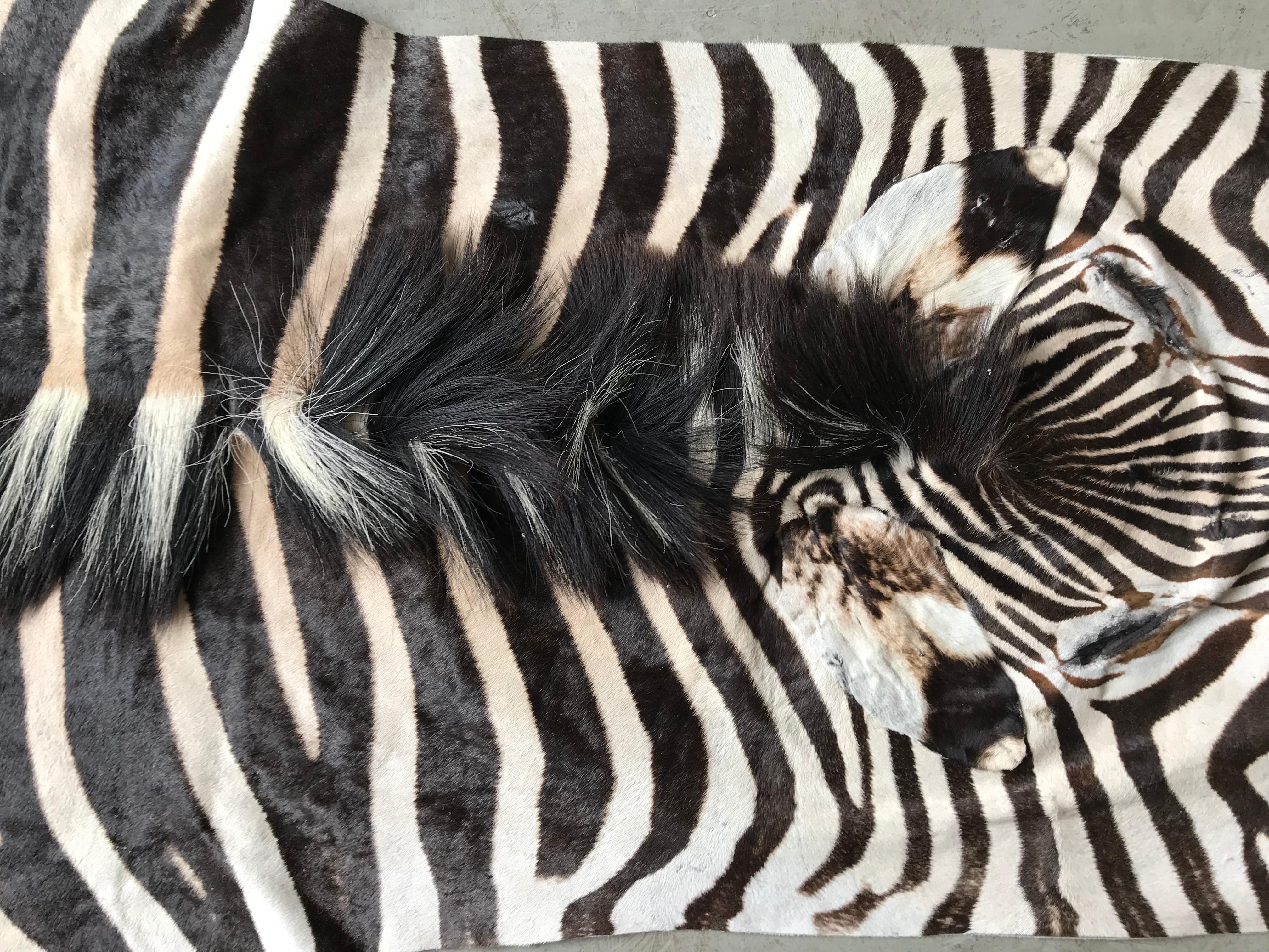 Zebra Hide Superb quality Burchell Zebra Skin
