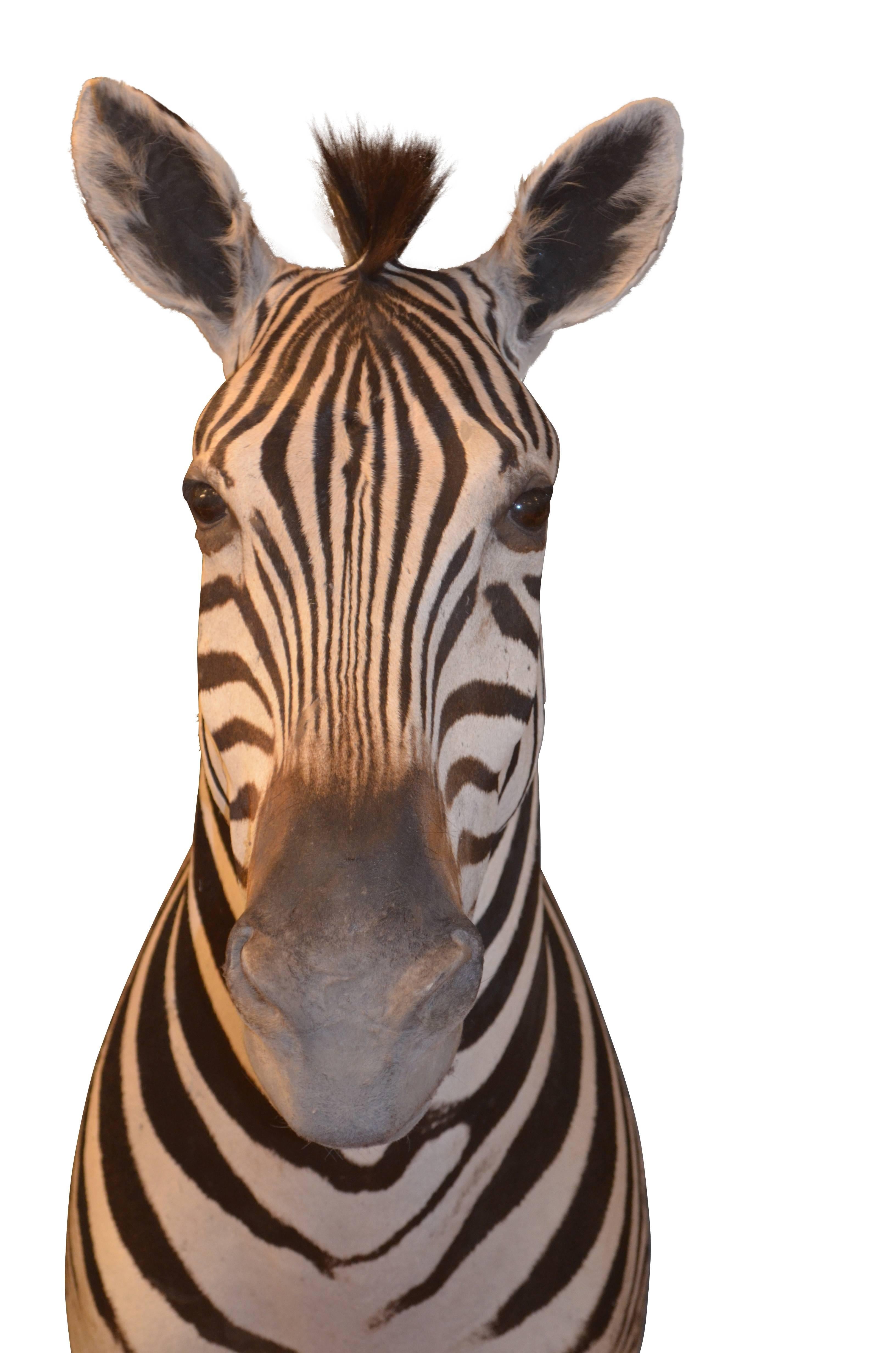Superb quality and large taxidermy burchells zebra shoulder mount.

Origin: South Africa.
