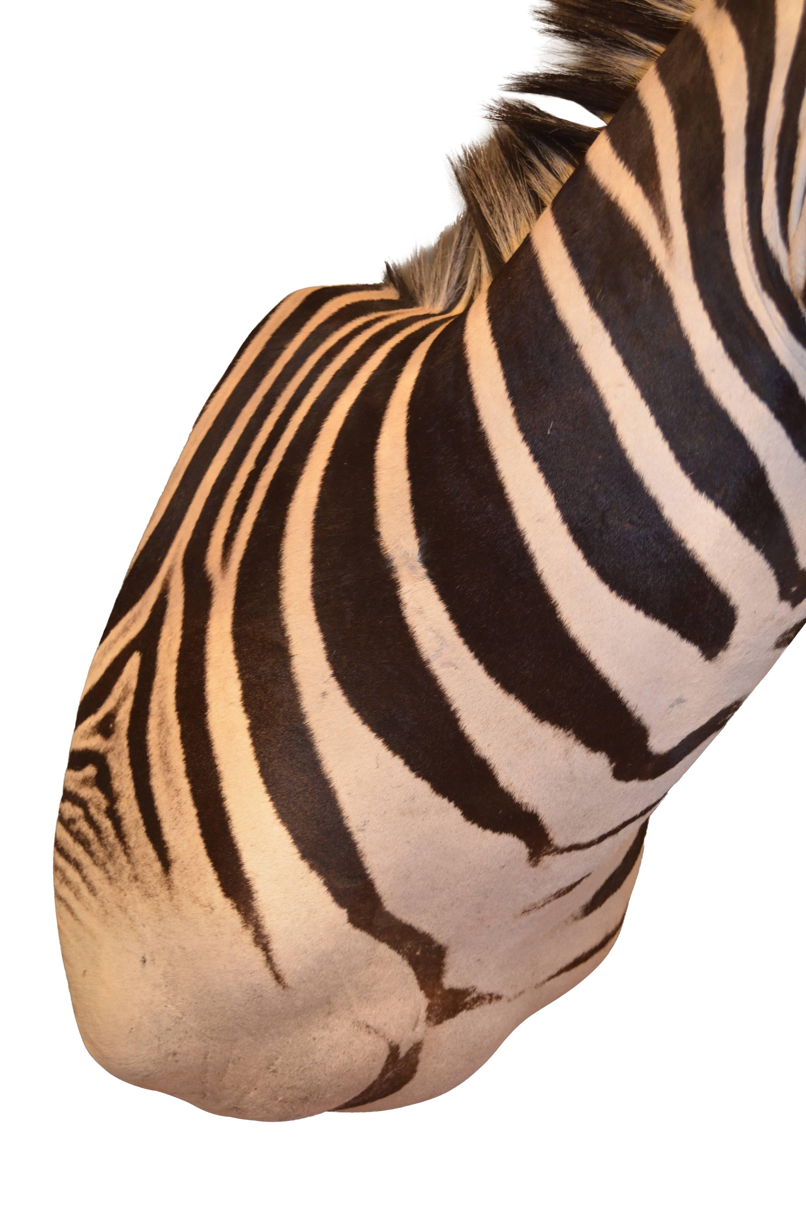 South African Burchells Zebra Shoulder Mount Taxidermy