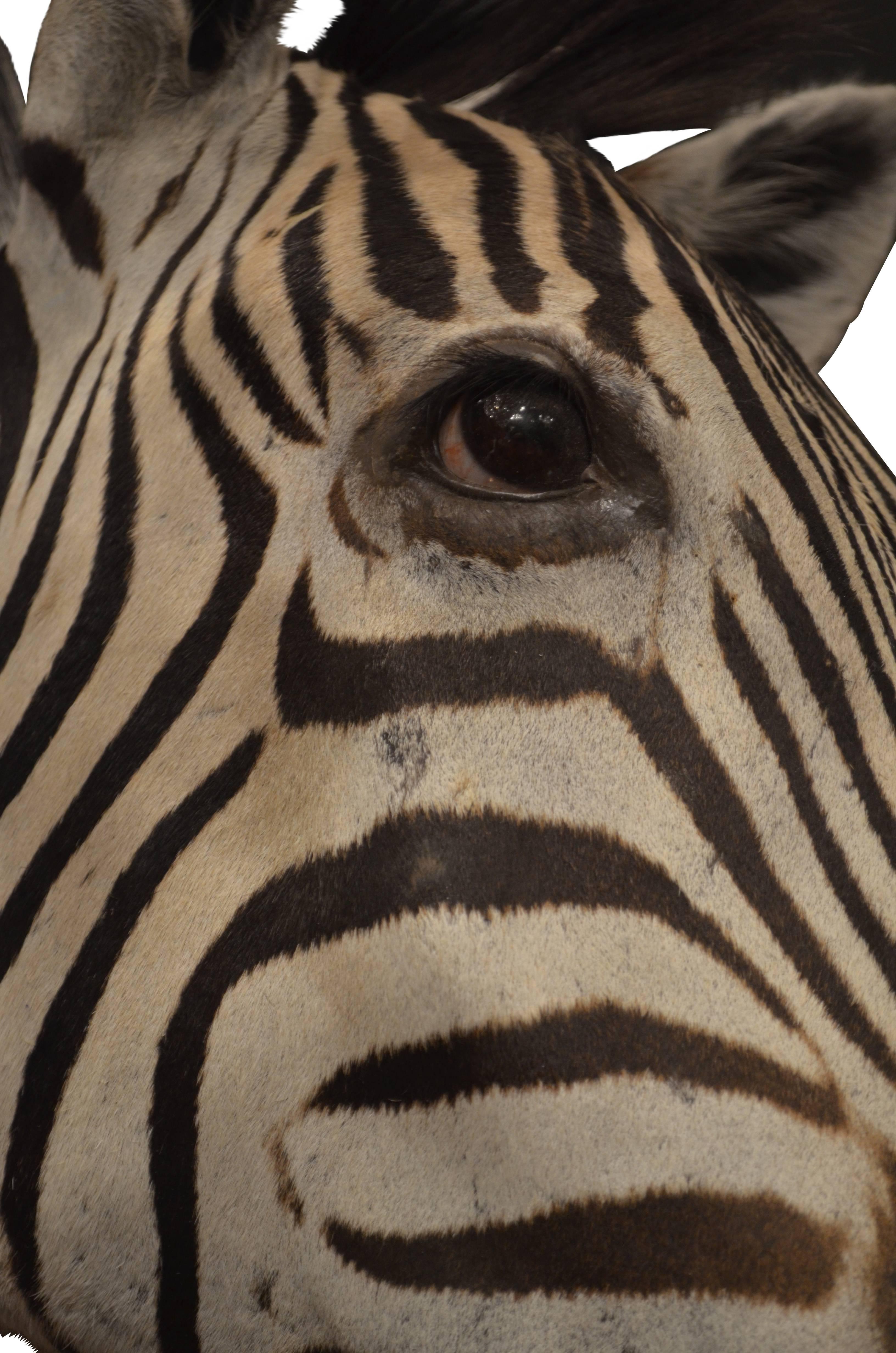 Burchells Zebra Shoulder Mount Taxidermy In Good Condition In London, GB
