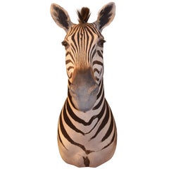 Burchells Zebra Shoulder Mount Taxidermy