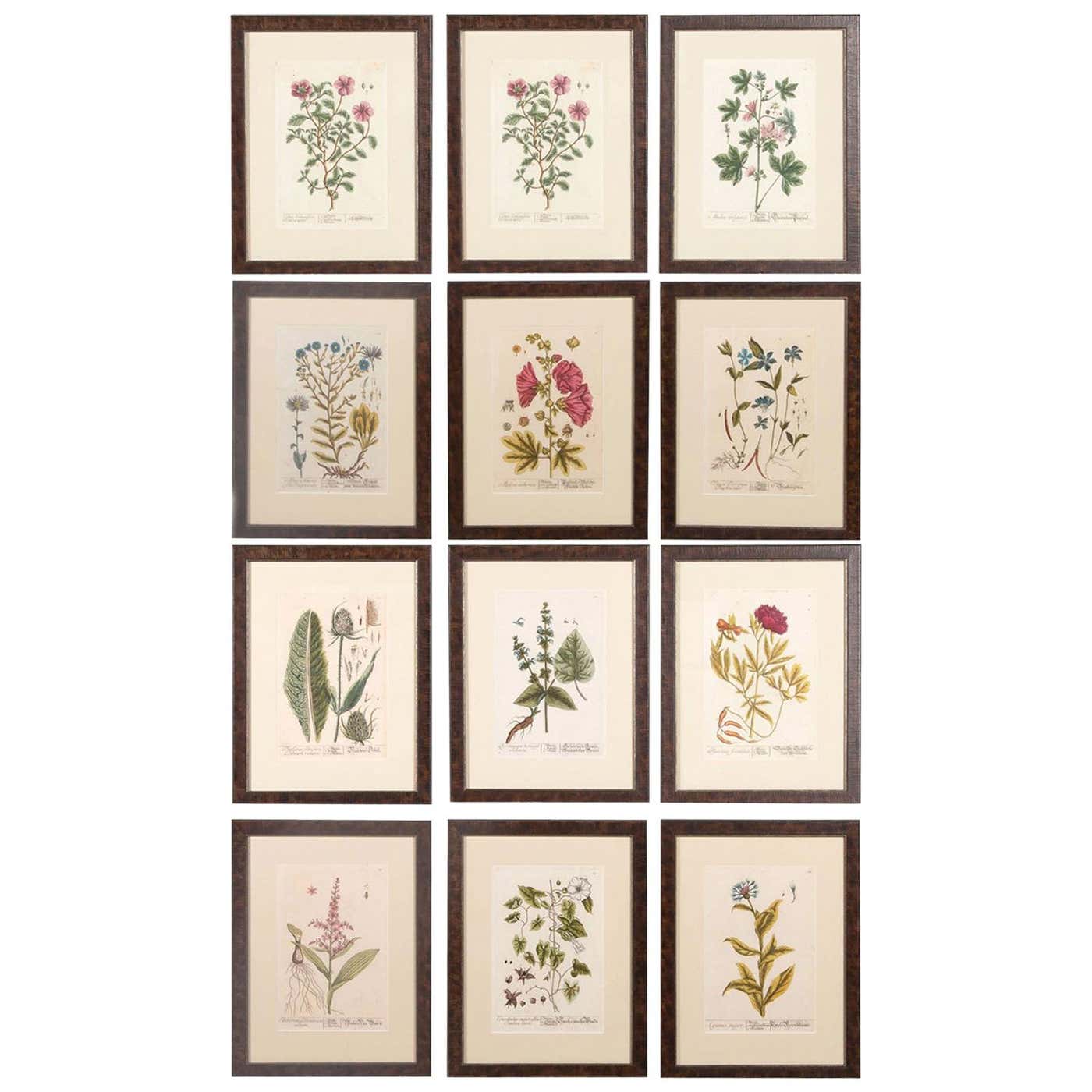 Superb Set of 12 Elizabeth Blackwell Botanical Engravings at 1stDibs