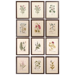 Superb Set of 12 Elizabeth Blackwell Botanical Engravings