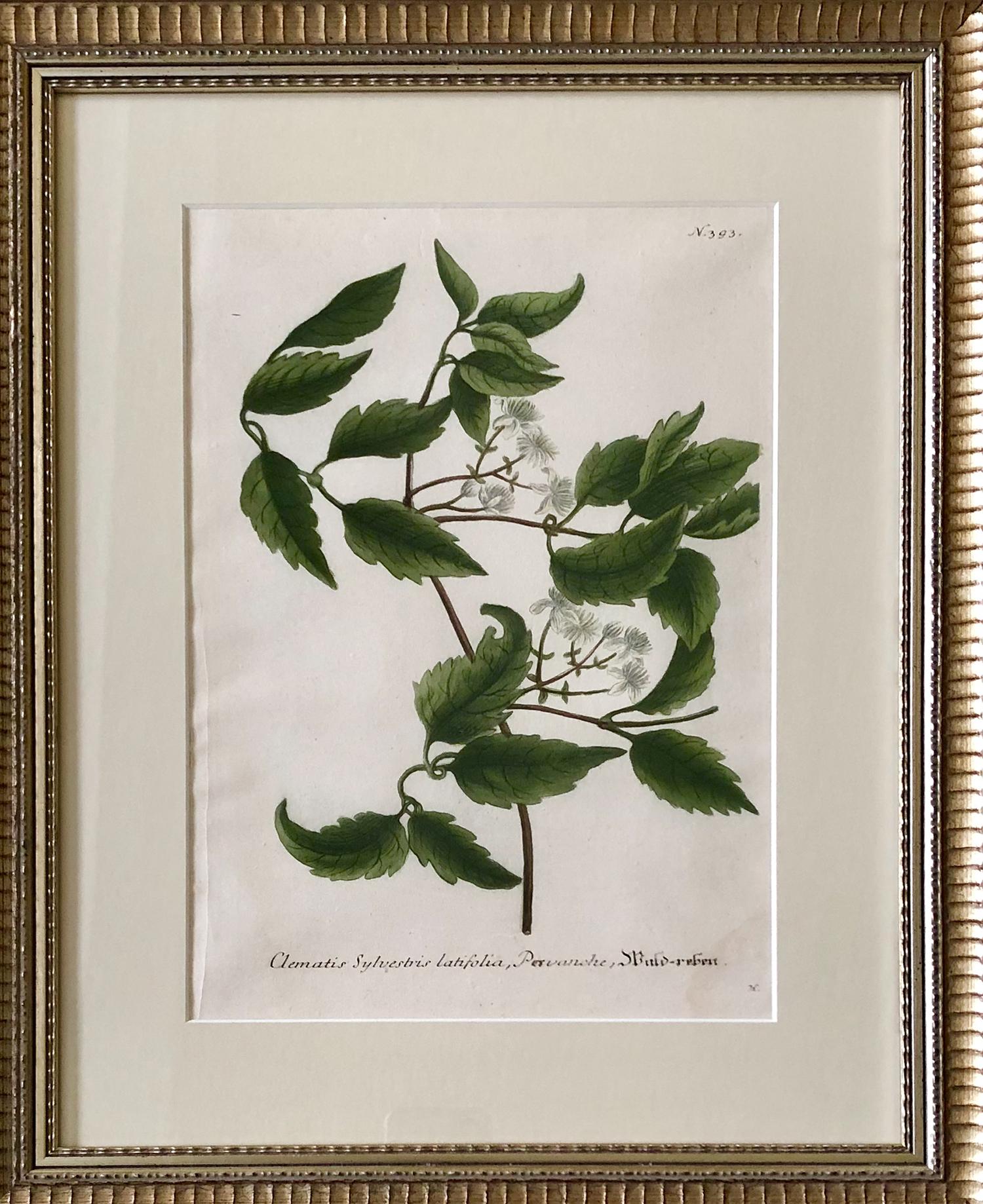 A set of 12 botanical engravings by Johann Wilhelm Weinmann from the rare first edition of ‘Pytanthoza Iconographia’. This was a pioneering work as it made successful use of the colour-printed mezzotint process retouched in transparent or opaque