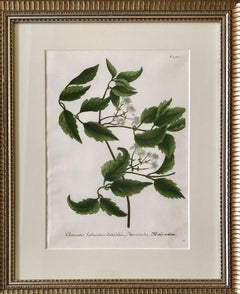 Superb Set of 12 Weinmann Botanical Engravings
